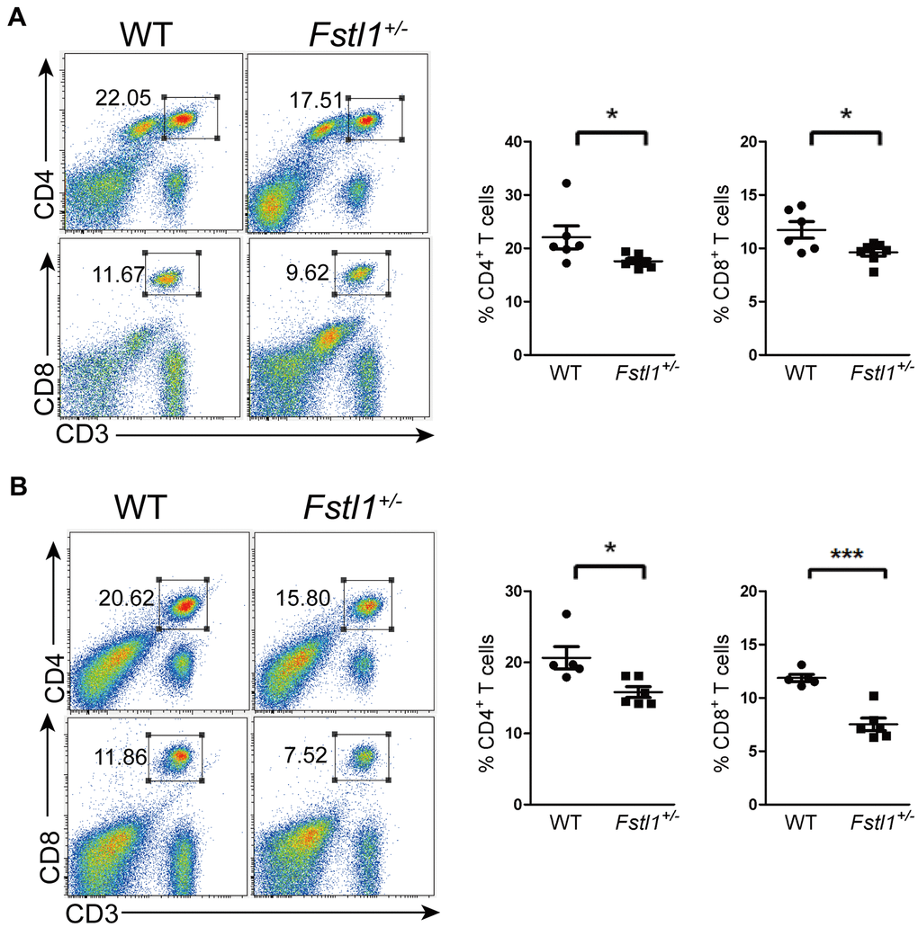 Fstl1+/- tumor free mice showed a decrease of T cells in periphery. (A) Representative flow cytometry profiles presenting the proportions of CD4+ and CD8+ T cells in the WT and Fstl1+/- mouse lungs. Quantification of the proportions of CD4+ and CD8+ T cells within the gated live cells in the lung tissues of WT and Fstl1+/- mice (n=6, WT; n=7, Fstl1+/-). (B) Representative flow cytometry profiles presenting the proportions of CD4+ and CD8+ T cells in the WT and Fstl1+/- mouse peripheral blood. Quantification of the proportions of CD4+ and CD8+ T cells within the gated live cells in the WT and Fstl1+/- mouse peripheral blood (n=5, WT; n=6, Fstl1+/-). Data presented as mean ± SD. Each dot in the graphs represents an individual mouse. *p p 