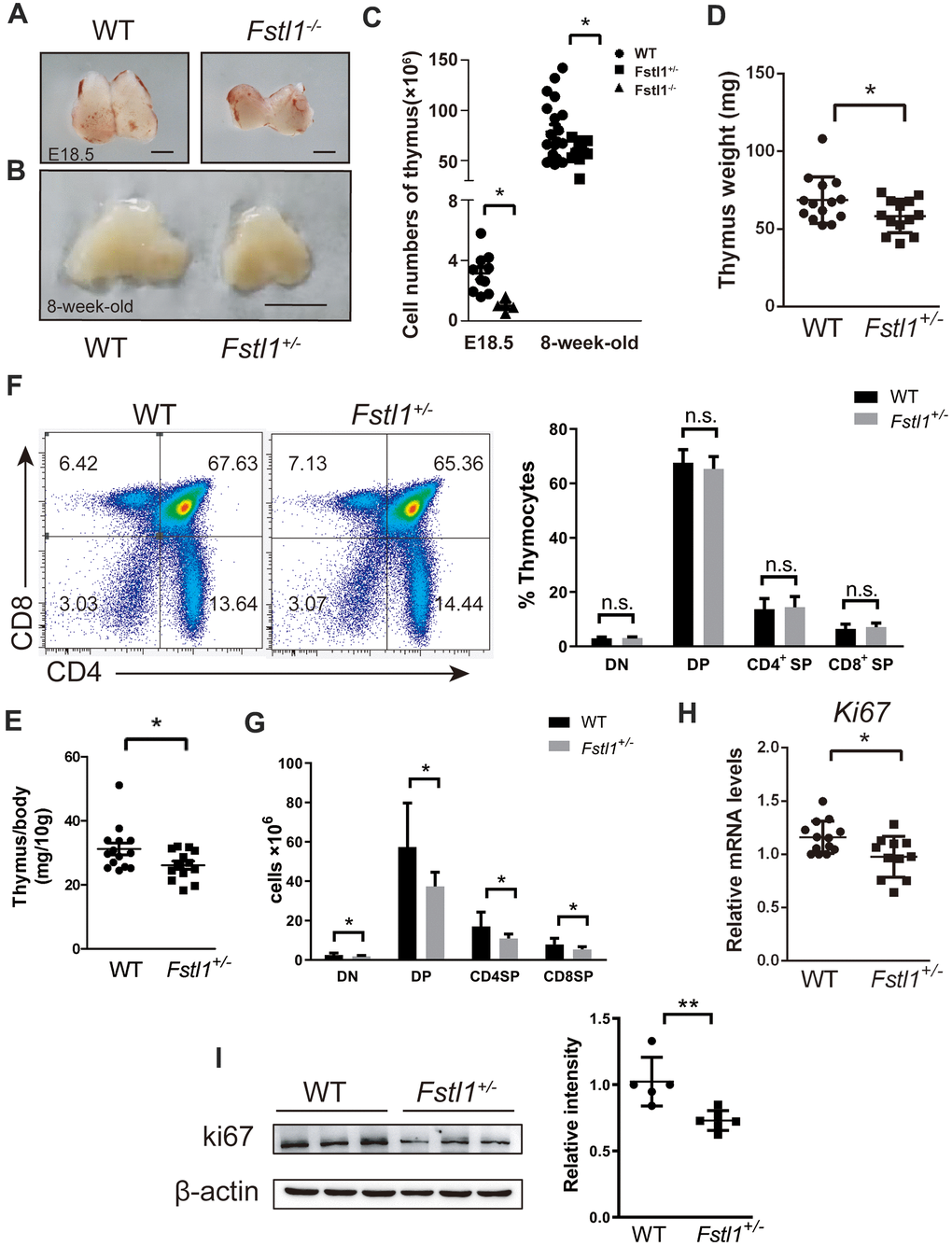 Fstl1+/- tumor free mice exhibited a significant reduction in thymus size and thymocyte numbers, however, their thymocyte subpopulations were normal. (A) Representative images of thymuses from E18.5 WT and Fstl1-/- mice. Scale bar, 1 mm. (B) Representative images of thymuses from 8-week-old WT and Fstl1+/- mice. Scale bar, 5 mm. (C) Total thymocyte numbers were counted from mice with the indicated age and genotypes. (D, E) Thymus weight and index of 8-week-old WT and Fstl1+/- mice. (F) Representative flow cytometry profiles presenting the proportions of DN, DP, CD4+ SP and CD8+ SP thymocytes in the WT and Fstl1+/- mouse thymuses. Quantification of the proportions of DN, DP, CD4+ SP and CD8+ SP thymocytes within the gated live cells in the WT and Fstl1+/- mouse thymuses (n=12, WT; n=9, Fstl1+/-). (G) The numbers of DN, DP, CD4+ SP and CD8+ SP thymocytes (n=12, WT; n=9, Fstl1+/-). (H) Results of qRT-PCR showing the mRNA levels of Ki67 in WT and Fstl1+/- mouse thymuses. The gene mRNA level was normalized to that of β-actin. (I) The protein level of Ki67 in the thymuses tissues of WT and Fstl1+/- mice (n=5). Densitometric measurement of band intensity normalized to that of β-actin. Data are presented as mean ± SD. Each dot in the graphs represents an individual mouse. not significant;*p p 