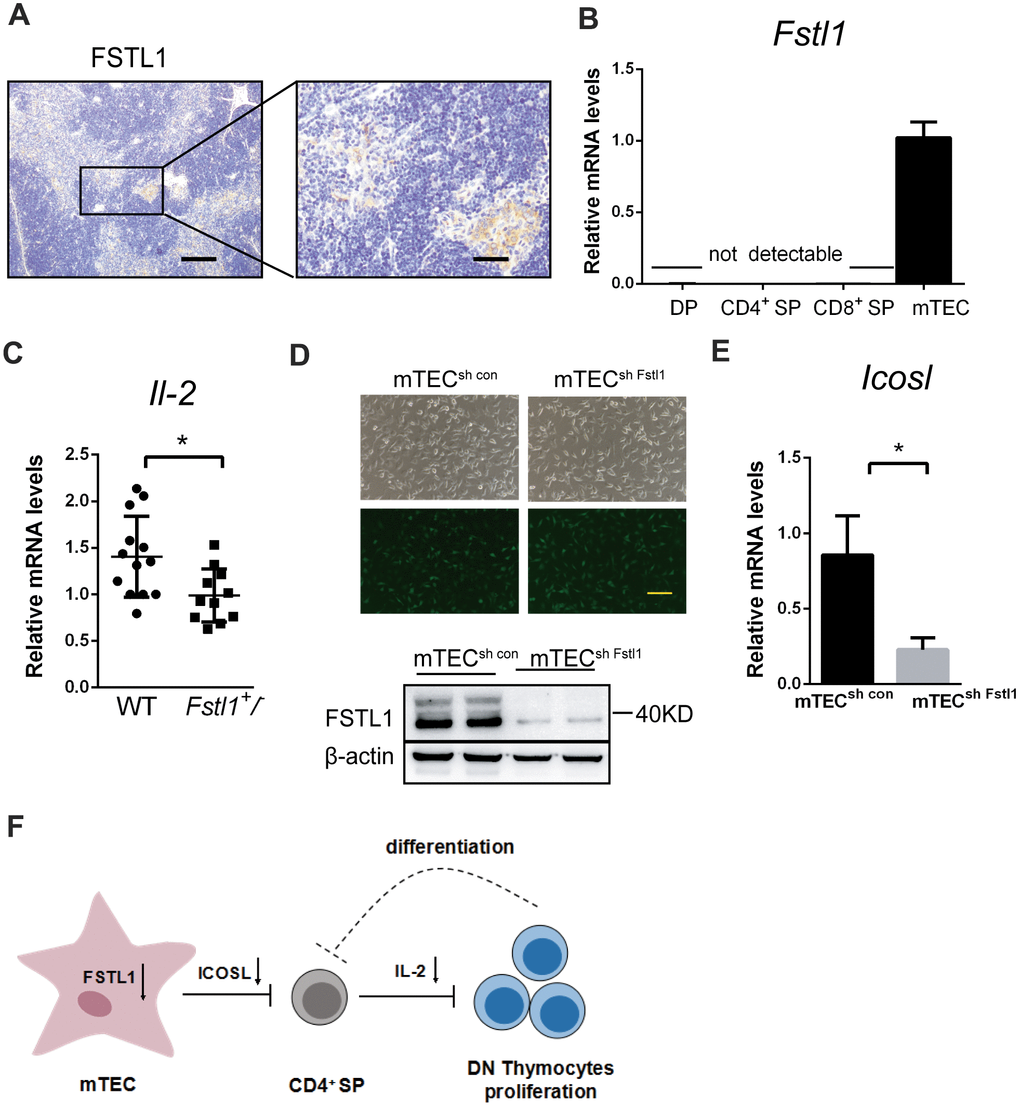 Deficiency of FSTL1 in mTEC cells inhibited the production of IL-2 by CD4+ SP. (A) Representative micrographs of FSTL1 IHC staining of thymus slices from 8-week-old WT mice. Scale bar, 200 μm (left), 50 μm (right). (B) Results of qRT-PCR showing mRNA level of Fstl1 in DP, CD4+ SP, CD8+ SP thymocytes and mTEC cells. (C) Results of qRT-PCR showing mRNA levels of Il-2 in WT and Fstl1+/- mouse thymuses, The gene mRNA level was normalized to that of β-actin. (D) mTEC cells were infected with lentiviral vectors encoding Fstl1 specific shRNAs (sh Fstl1) or control vector (sh CON). The infection was indicated by green fluorescent protein (upper), and the infection efficiency was evaluated using western blot (lower). (E) Results of qRT-PCR showing mRNA level of Icosl in mTECsh con groups and mTECsh Fstl1 groups. The gene mRNA level was normalized to that of β-actin. (F) Schematic illustration of the proposed mechanism of action of deficiency of FSTL1 on mTEC cells to decrease the proliferation of DN thymocytes and impair the development of T cells. Knockdown of Fstl1 in mTEC cells inhibited the expression of Icosl, which directly interacted with CD4+ SP thymocytes to decrease the production of IL-2, inhibiting DN thymocyte proliferation. Further, the decreased proliferation of DN thymocytes might inhibit the differentiation into CD4+ SP thymocytes. Data are presented as mean ± SD. Each dot in the graphs represents an individual mouse. Data in the bar chart represents three sets of independent experiments. *p 