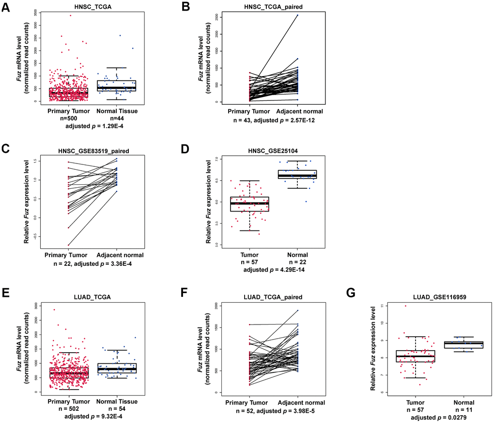 Fuz mRNA level was downregulated in HNSC and LUAD patients. (A–D) The expression of Fuz was found significantly downregulated in tumor tissues from HNSC patients. The datasets used for analysis were from TCGA, TCGA paired samples, GSE83519 and GSE25104, respectively. (E–G) The expression of Fuz was found significantly downregulated in tumor tissues from LUAD patients. The datasets used for analysis were from TCGA, TCGA paired samples and GSE116959.