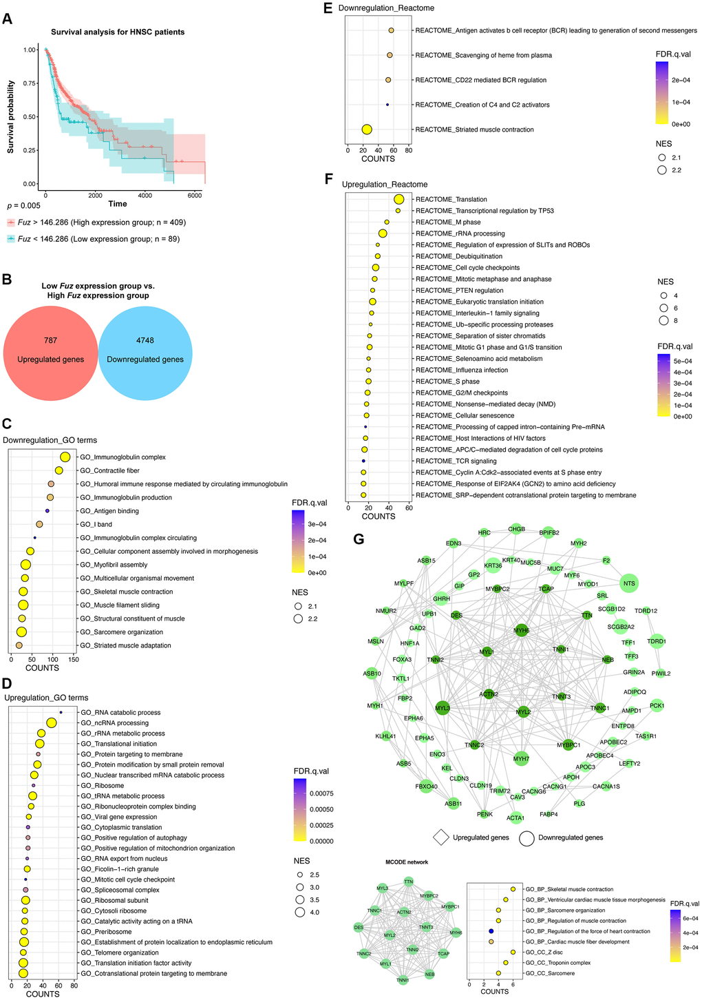 The gene set enrichment and PPI analyses of dysregulated genes from HNSC tumor samples with low Fuz expression. (A) The HNSC primary tumor tissues were divided into high Fuz expression and low Fuz expression groups based on the patient survival probabilities. (B) The number of upregulated and downregulated genes were calculated from HNSC primary tumor tissues with low Fuz expression. (C, D) The GO enrichment analysis demonstrated downregulated (C) and upregulated (D) genes-associated gene ontology terms in low Fuz expression group. (E, F) The Reactome pathway enrichment analysis demonstrated the downregulated (E) and upregulated (F) Reactome pathways in low Fuz expression group. (G) Protein-protein interaction analysis showed the interaction between upregulated genes (in diamond shape) and downregulated genes (in circular shape) from low Fuz expression group. The increasing degree of nodes was indicated by continuous color (light green-dark green). The size of nodes represents fold changes of gene expression. The densely connected network was isolated using MCODE function from Cytoscape. Genes from MCODE component were annotated for GO terms with DAVID v6.8.