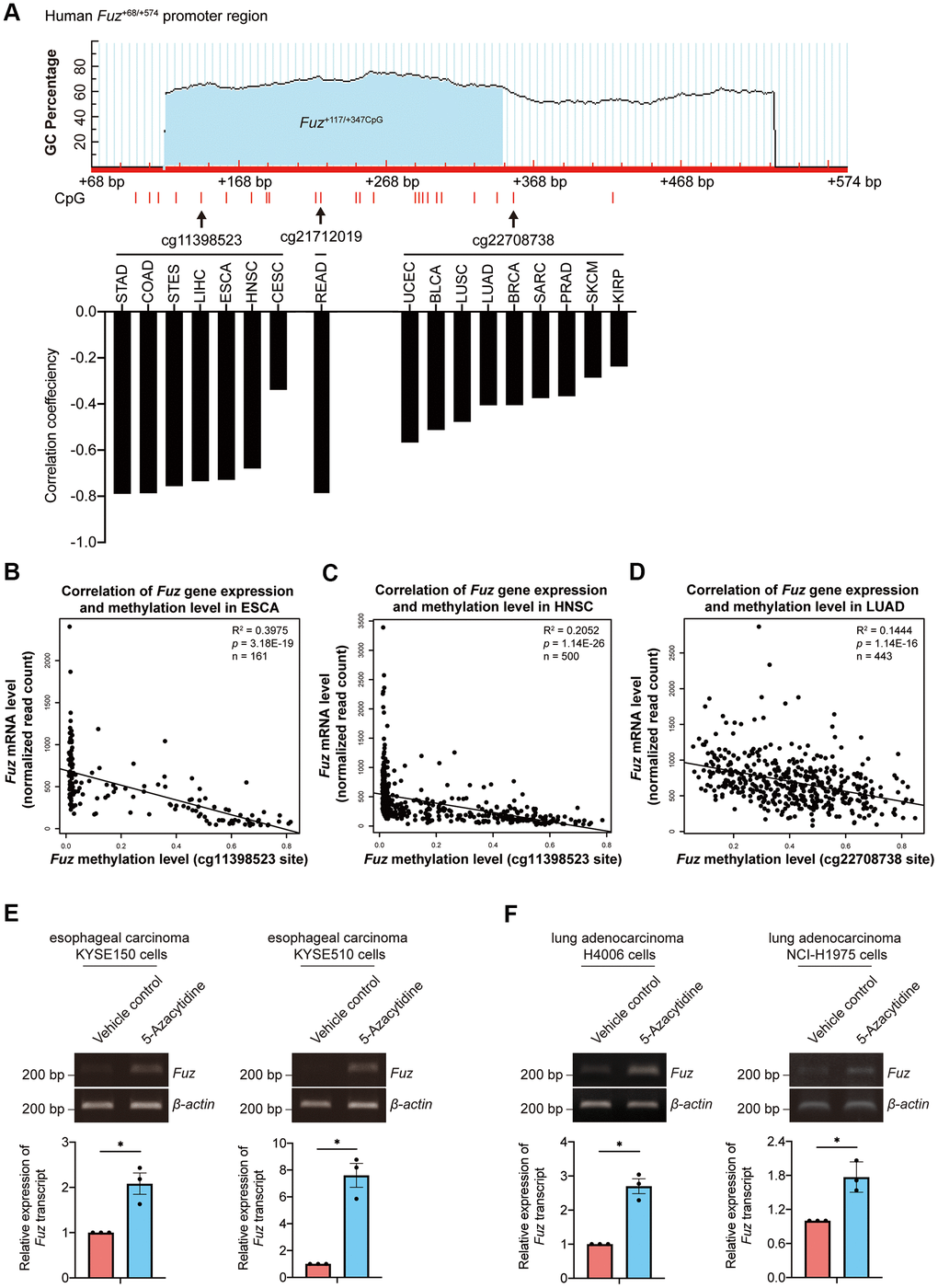 Fuz expression was associated with its promoter methylation level in ESCA and LUAD tumor samples. (A) Fuz methylation data obtained from Firebrowse database indicates that Fuz mRNA level was negatively associated with its promoter methylation level in various types of cancer. Three methylation sites (cg11398523, cg21712019 and cg22708738) were highlighted, and these sites reside within or close to a potential CpG island (Fuz+117/+347CpG) in Fuz+68/+574 promoter region. The CpG island Fuz+117/+347CpG was predicted using MethPrimer software (https://www.urogene.org/cgi-bin/methprimer/methprimer.cgi) [27]. (B, C) Fuz mRNA level negatively correlates with the methylation at cg11398523 site within Fuz promoter in ESCA (B) and HNSC (C) patient samples. (D) A negative correlation between Fuz expression and Fuz promoter methylation level (at cg22708738 site) was identified in LUAD patient samples. (E) Treatment of 5-Azacytidine upregulated Fuz transcript level in esophageal carcinoma KYSE150 and KYSE510 cell lines. (F) Fuz transcript level was increased upon treatment of 5-Azacytidine in lung adenocarcinoma H4006 and NCI-H1975 cell lines. n = 3 biological replicates. Each n represents an independent preparation of cell RNA samples. Error bars represent S.E.M.. Statistical analysis was performed using two-tailed unpaired Student’s t-test. * denotes p 