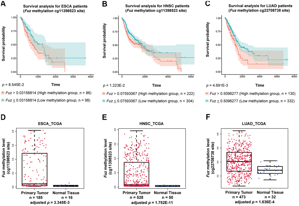 High methylation of Fuz promoter associated with poor survival probabilities in HNSC and LUAD patients, and Fuz promoter methylation level was significantly upregulated in tumor samples from ESCA, HNSC and LUAD patients. (A) Difference in Fuz promoter methylation level did not cause a significant alteration of survival probability in ESCA patients. (B, C) High Fuz promoter methylation leads to poor overall survival in HNSC (B) and LUAD (C) patients. (D, E) The methylation level of Fuz at cg11398523 site was significantly upregulated in ESCA (D) and HNSC (E) patient tumor samples. (F) The methylation level of Fuz at cg22708738 site was significantly upregulated in LUAD patient tumor samples.