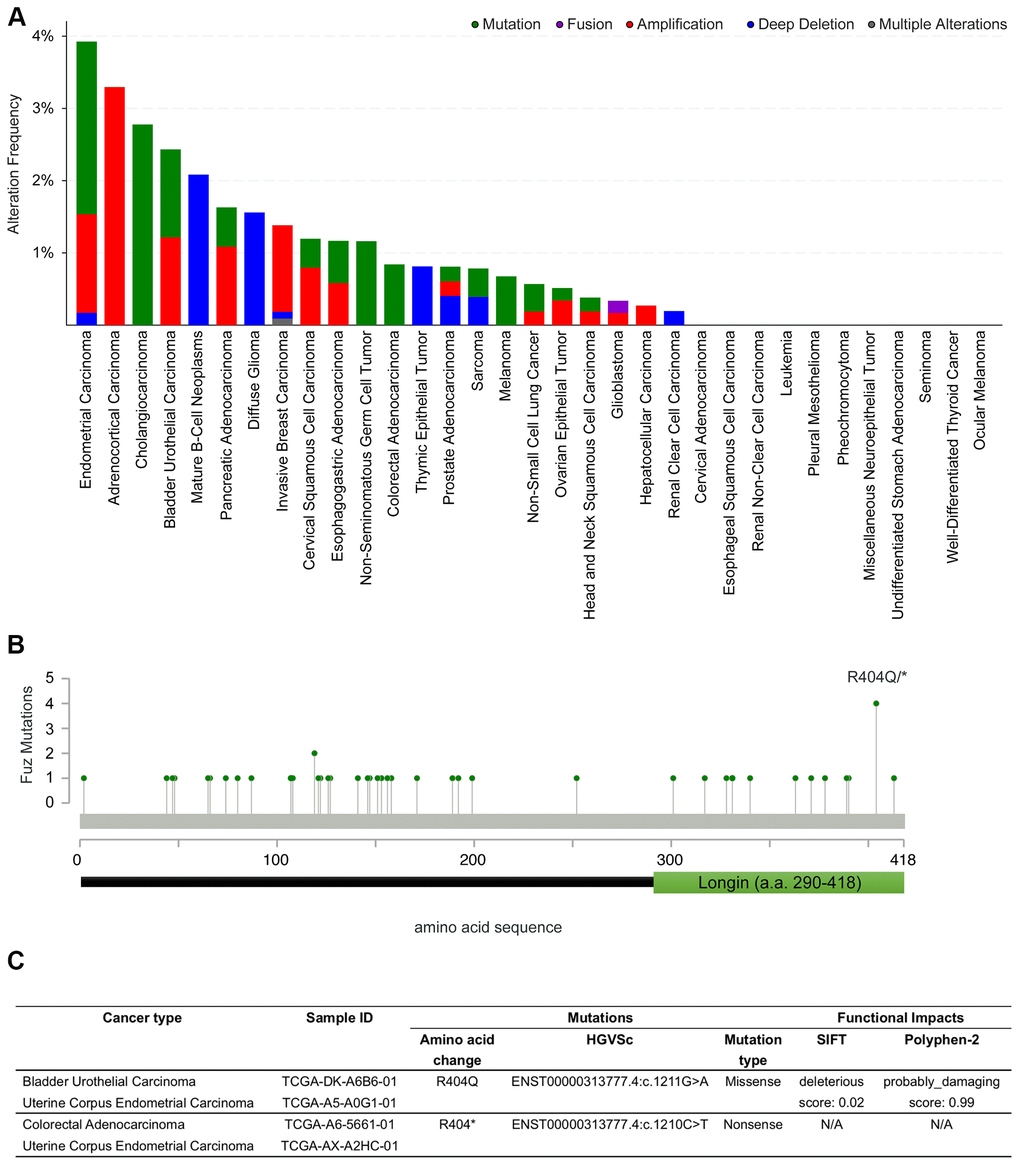 Coding sequence alterations in Fuz were identified across multiple cancer types. (A) cBioportal online database was used to investigate Fuz coding sequence alterations in multiples types of cancer. (B) A relative higher mutation frequency was identified at the 404th arginine residue within the coding sequence at Fuz locus. (C) The missense and nonsense mutations at FuzR404 were identified in 4 patient samples from 3 independent studies.