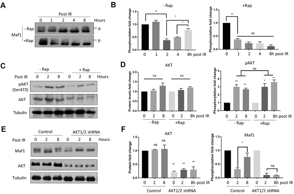 Rapamycin suppresses Akt-mediated Maf1 re-phosphorylation in response to IR in A549 cells. (A, B) Maf1 phosphorylation (P) was decreased by IR but was re-phosphorylated after 8 hours (Post IR). Rapamycin inhibited Maf1 re-phosphorylation. A549 cells were irradiated (IR) at 6 Gy then treated with 100 nM rapamycin (Rap) for 48 hours. Maf1 phosphorylation was detected by slow migration by Western blot. (C, D) Akt phosphorylation at Ser473 was increased by IR. Akt phosphorylation was detected with phospho-specific antibody. (E, F) Akt was required for Maf1 re-phosphorylation in response to IR. A549 cells with stable Akt knockdown were analyzed by Western blot at indicated time points. In all panels, representative data and the quantifications of at least 2 biological repeats are shown. Data were normalized to time 0. The error bars stand for Standard Deviation (SD) of the mean. Statistical significance was evaluated by 2-tailed, paired student’s t-test (ns, not significant, *, P