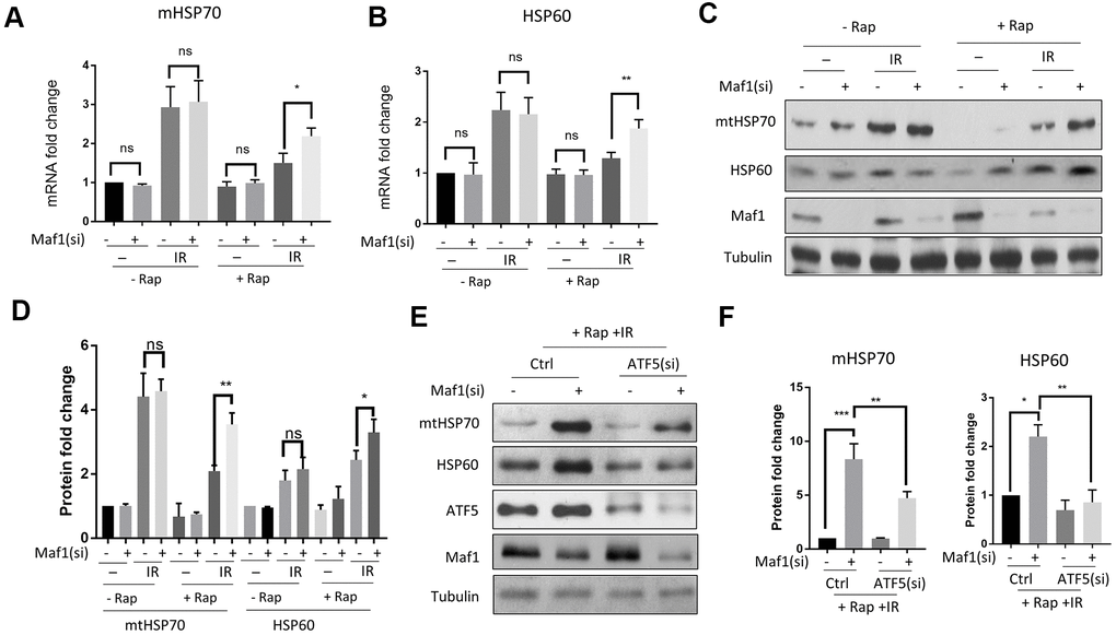 Rapamycin suppresses IR-induced UPRmtthrough Maf1 in A549 cells. (A, B) A549 cells treated with IR and rapamycin were examined for UPRmt marker genes (mHSP70 and HSP60) expression by RT-qPCR. Experiments were performed for 3 biological repeats and data were normalized to non-treated control. (C, D) HSP70 and HSP60 protein levels were analyzed by Western blot. Representative results are shown in (C) and quantification of 3 biological repeats in (D). Data were normalized to non-treated control. (E, F) Maf1 knockdown activated UPRmt in an ATF5-dependent manner. A549 cells were knocked down for Maf1, ATF5 or both, then treated with rapamycin and IR. mHSP70 and HSP60 protein levels were analyzed by Western blot. Representative results are shown in (E). Experiment were performed for 3 times. Data were normalized to non-transfected control. For all bar graph, the error bars stand for Standard Deviation (SD) of the mean. Statistical significance was evaluated by 2-tailed, paired student’s t-test (ns, not significant, *, P