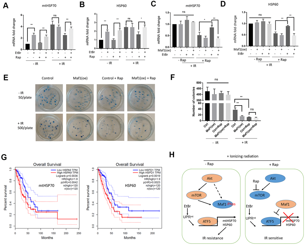 Maf1 overexpression suppresses UPRmt-induced IR resistance in A549 cells. (A, B) EtBr activates UPRmt in the presence of rapamycin. A549 cells were treated with indicated drugs or/and IR. UPRmt marker genes (HSP60 and mtHSP70) were examined by RT-qPCR. (C, D) Maf1 overexpression (oe) prevents EtBr from increasing HSP60 and mtHSP70 expression in the present of rapamycin and IR. (E, F) Maf1(oe) sensitizes A549 cells to IR and is not additive to rapamycin. A549 cells (500 cells/plate) stably expressed Maf1 were treated with rapamycin and IR, then allowed to form colonies for 2 weeks. A549 cells were plated at 50 cells/plate as non-irradiated controls. Representative data are shown in (E) and the quantifications of 3 biological replicates in (F). (G) High expression of UPRmt marker genes (HSP60 and mtHSP70) are significantly associated with poor prognosis in lung adenocarcinoma (LAUD) patients. (H) A working model showing the role of Maf1-UPRmt in mediating rapamycin’s enhancing effect on IR sensitivity. For all bar graph, the error bars stand for Standard Deviation (SD) of the mean. Statistical significance was evaluated by 2-tailed, paired student’s t-test (ns, not significant, *, P