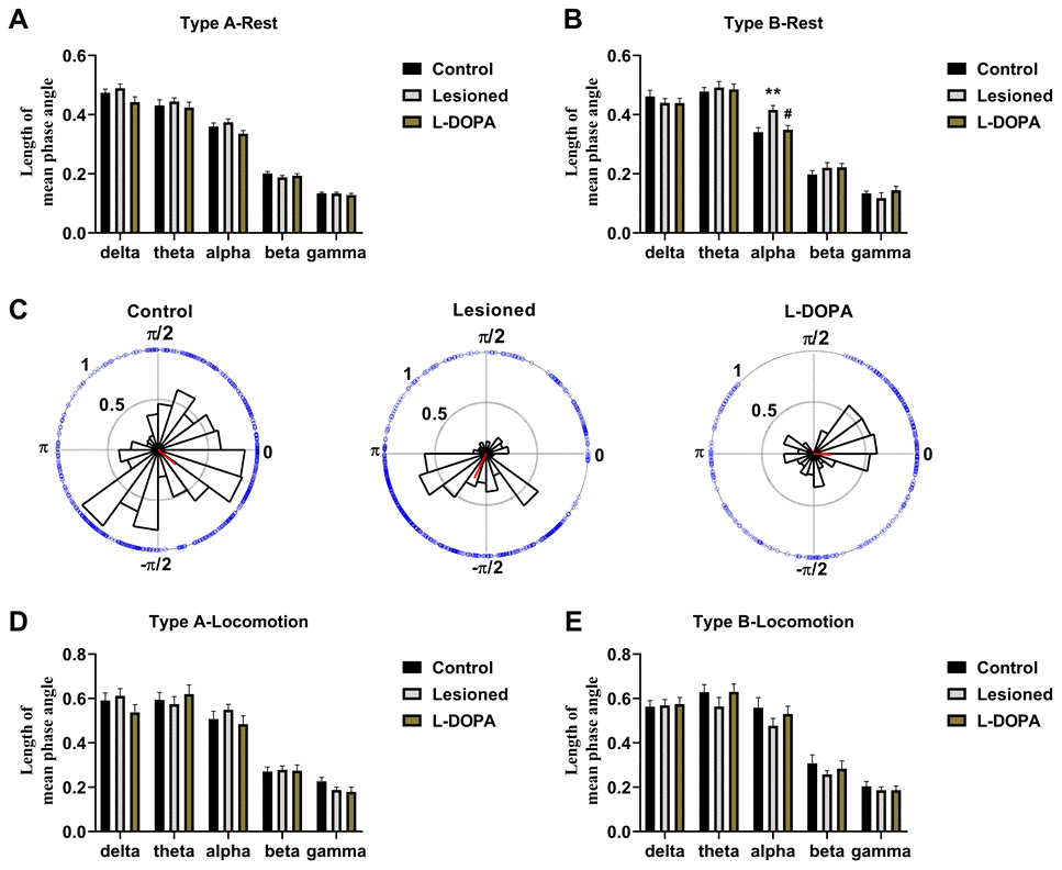 Phase-lock between spikes and local field potential (LFP) in the pedunculopontine nucleus (PPN). (A) Statistical results of phase-lock obtained with resting Type A neurones. (B) Statistical results of phase-lock obtained with resting Type B neurones. (C) Rose histograms representing the distribution of spike phase angles with oscillation in noticeably altered bands. The circles around the histograms display the phase orientation for each discharge, and the red lines arising from the centre indicate the length and vector of the mean phase angles. (D) Statistical results of phase-lock obtained with Type A neurones of rats in locomotion state. (E) Statistical results of phase-lock obtained with Type B neurones of rats in locomotion state. **p 