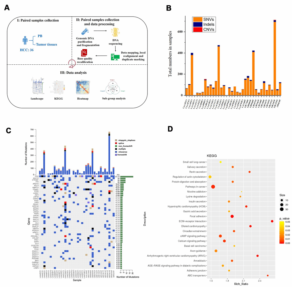 Process for determining the genetic mutation landscape of HBV-infected HCC cases in the discovery population. (A) Illustration of sequencing data analysis. (B) Mean number of SNVs, indels, and CNVs in HCC. (C) The most frequently mutated genes in HCC patients. (D) KEGG enrichment analysis of genes with mutations in HCC patients.