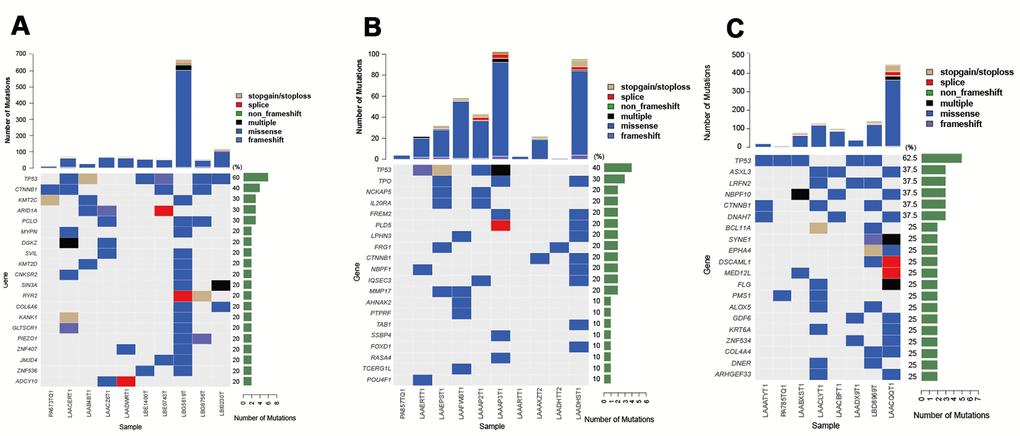 Top 10 most frequently mutated genes in groups A–C of HCC patients with different prognostic impact. (A) Top 10 frequently mutated genes in group A (n = 10, recurrence within 6 months after LT). (B) Top 10 frequently mutated genes in group B (n = 10, non-recurrence for > 1 year after LT). (C) Top 10 frequently mutated genes in group C (n = 8, recurrence more than a year after LT).