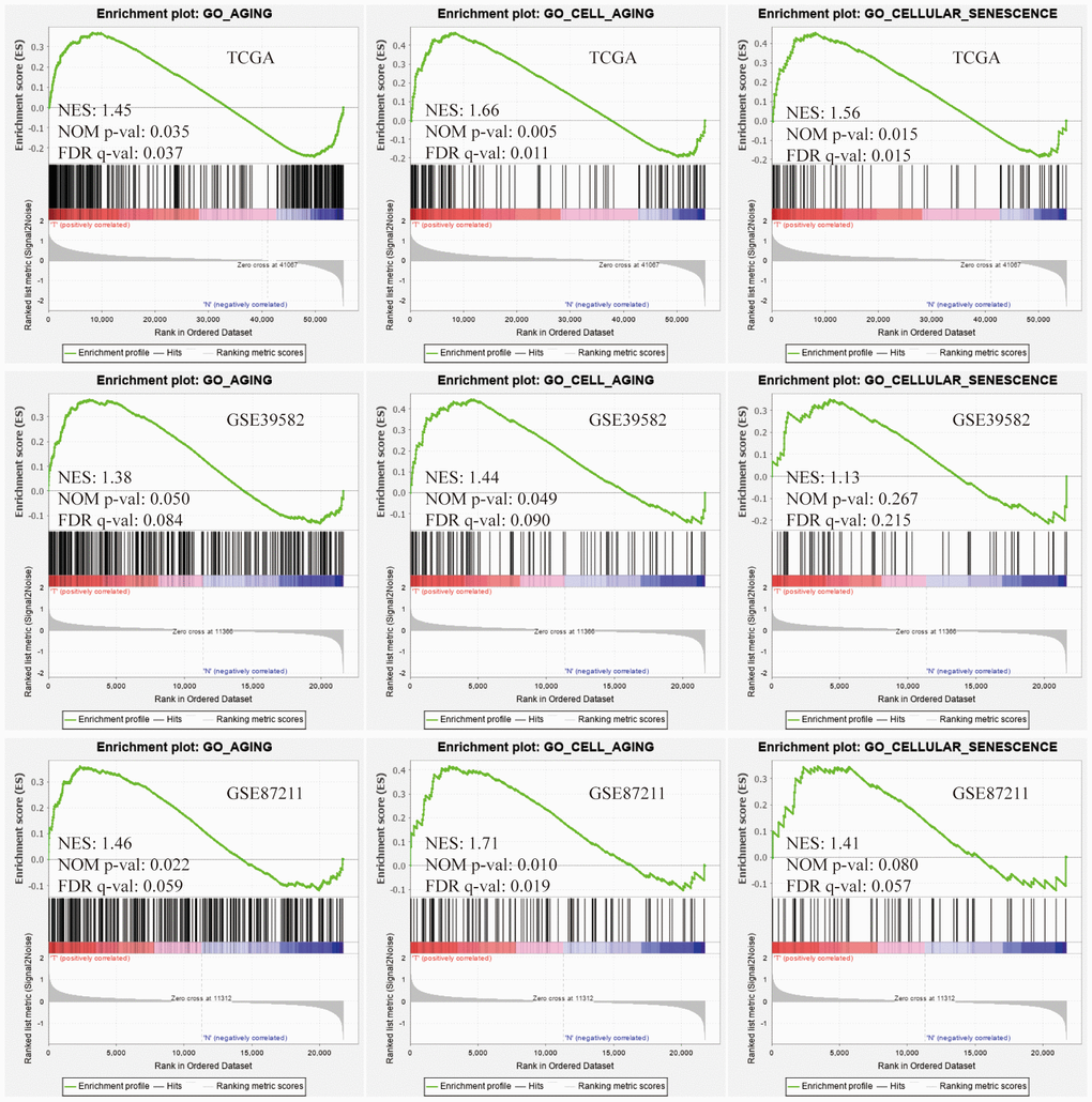 Gene Set Enrichment Analysis (GSEA). Three aging-related gene sets were significantly activated in colorectal cancer (CRC) tissues compared with normal tissues. The significance criteria were nominal P-value 