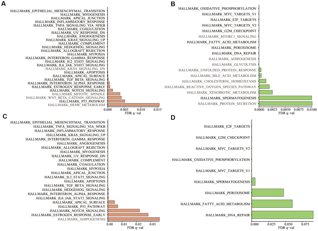 In the 50 hallmark gene sets, we conducted GSEA between the high- and low-risk groups. (A) Significant enrichment of 27 hallmark gene sets in the high-risk group of training group TCGA; (B) Significant enrichment of 18 hallmark gene sets in the low-risk group of the training group; (C) Significant enrichment of 24 hallmark gene sets in the high-risk group of testing group GSE39582; (D) Significant enrichment of 9 hallmark gene sets in the low-risk group of the testing group. Dark black represented the enrichment results common to both datasets (Nominal P-value 