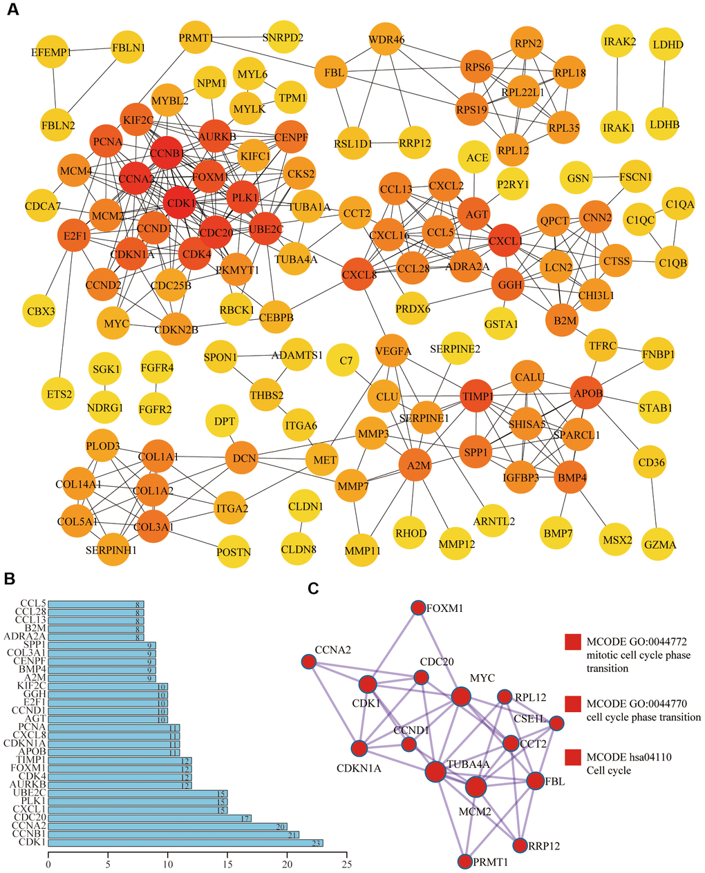 Protein-protein interaction (PPI) of differentially expressed aging-related genes. (A) In the PPI network, the darker the color was, the greater the number of neighboring nodes was. (B) Top 30 genes with the most neighboring nodes. (C) The first MCODE component identified in this gene list and pathway and process enrichment analysis of this MCODE component was significantly related to the cell cycle.