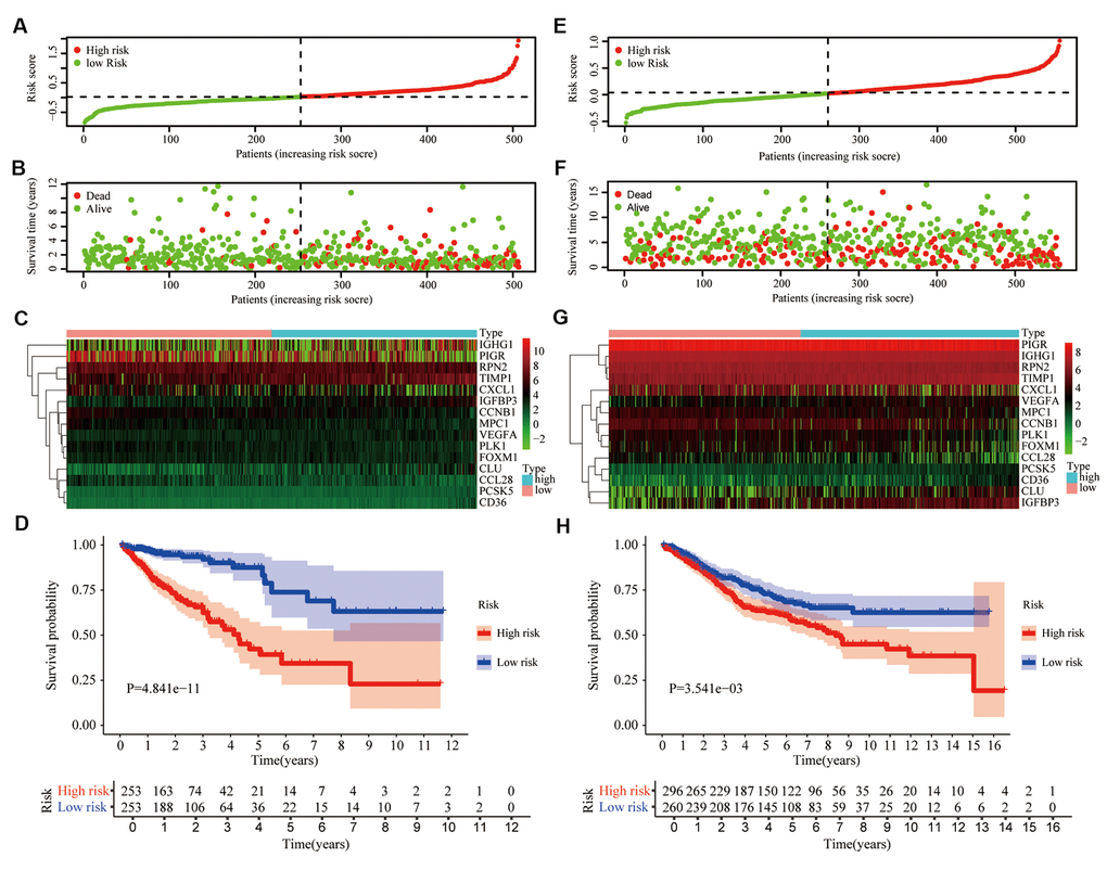 Prognostic signature based on 15 hub genes. (A) Distribution of groups based on the aging-related risk score. (B) The scatter plot demonstrated the differences in the survival status of CRC patients between high- and low-risk groups. (C) Heatmap showed differential expression of included 15 hub genes in both groups. (D) The overall survival (OS) of the high-risk group was significantly shorter than that of the low-risk group. (E–H) The second verification was performed in the testing group GSE39582.