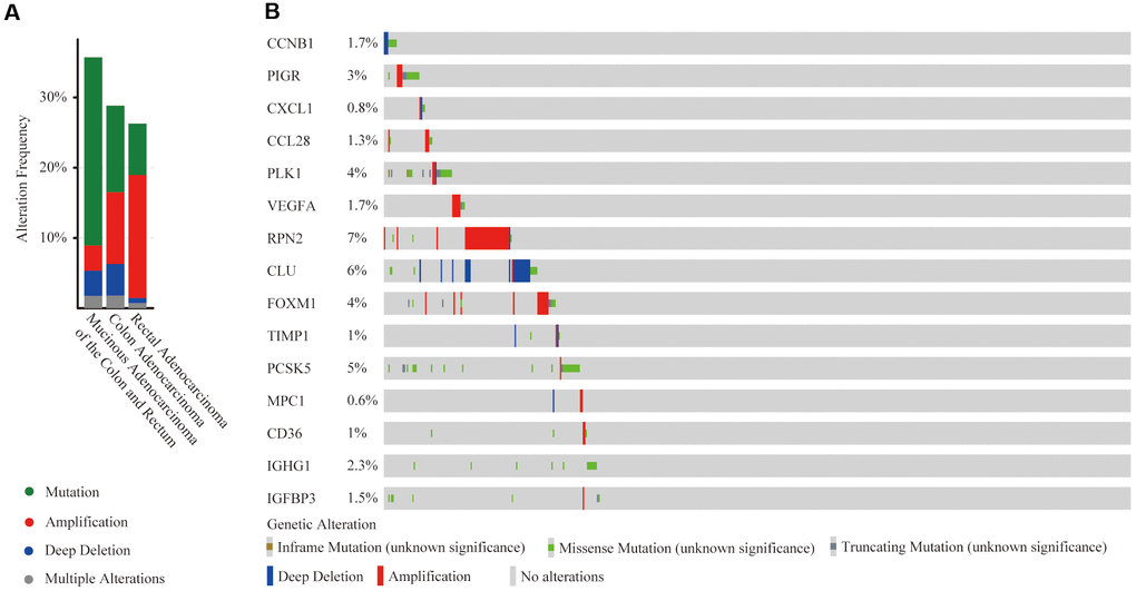 Mutation and copy number alteration (CNA) analysis of hub genes. (A) Frequency of mutation and CNA in hub genes in 3 types of CRC patients; (B) Mutation and CNA of each hub gene.