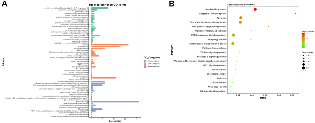 GO and KEGG analyses of 59 mRNAs. (A) GO analysis. (B) KEGG pathway analysis.