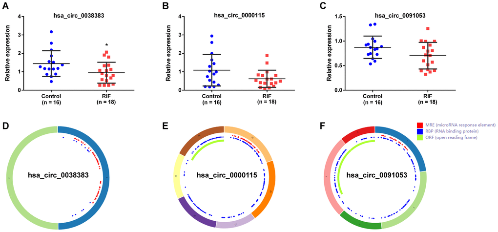 Expression verification and structure of circRNAs. The expression of hsa