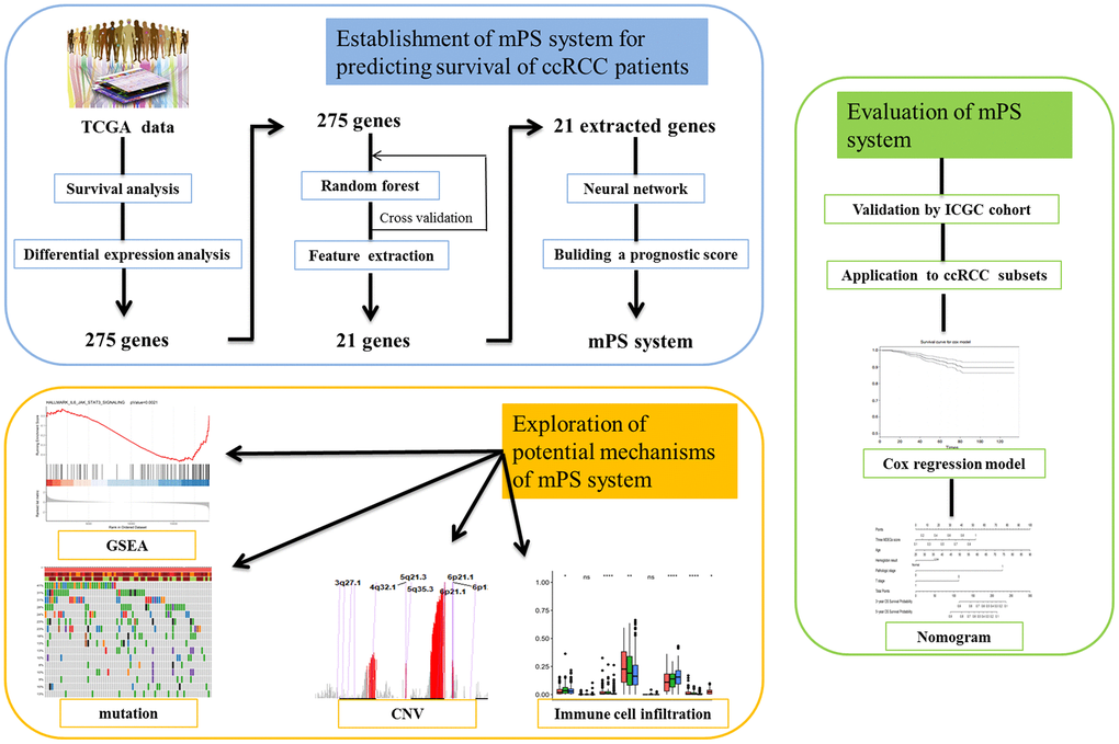 Study pipeline. In this study we first used the TCGA clear cell renal cell carcinoma (ccRCC) cohort to identify a list of 275 genes, which were associated with the prognosis of ccRCC patients according to survival analysis and were also differentially expressed between ccRCC patients and healthy controls. Then, artificial intelligence (AI) methods including random forest and neural network were applied to establish the mPS system based on 21 prognosis-related genes. Then, we validated the mPS system by using the ICGC cohort. Next, we found that the mPS system could be applied to ccRCC subsets. Moreover, we evaluated the mPS system by conducting univariate and multivariate Cox regression analysis of the TCGA dataset and built a nomogram comprising the mPS score and several independent variables to predict ccRCC patient prognosis. Finally, we explored the potential mechanisms underlying the mPS system by performing gene set enrichment analysis (GSEA), mutations, copy number variations (CNVs) and immune cell infiltration analysis.