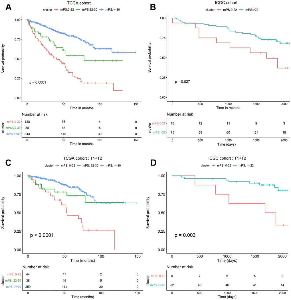 mPS system can precisely stratify prognosis of ccRCC patients and is applicable to T1 and T2 ccRCC subsets. (A) Kaplan-Meier curves of OS according to mPS for the TCGA cohort; (B) Kaplan-Meier curves of OS according to mPS for the ICGC cohort; (C) Kaplan-Meier curves according to mPS for OS of patients at clinical T1 and T2 stage in the TCGA cohort; (D) Kaplan-Meier curves according to mPS for OS of patients at clinical T1 and T2 stage in the ICGC cohort.