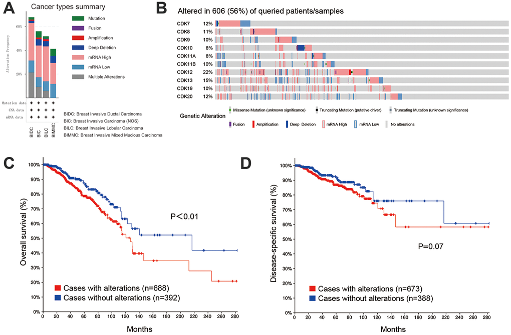 Genetic alterations in TA-CDKs and their association with OS and DSS in breast cancer patients (cBioPortal). (A) Summary of alterations in TA-CDKs in different breast cancer types. (B) OncoPrint visual summary of genetic alterations detected in TA-CDKs. (C) Kaplan–Meier curves comparing OS in breast cancer cases with or without genetic alterations in TA-CDKs. (D) Kaplan–Meier curves comparing DSS in breast cancer cases with or without genetic alterations in TA-CDKs.