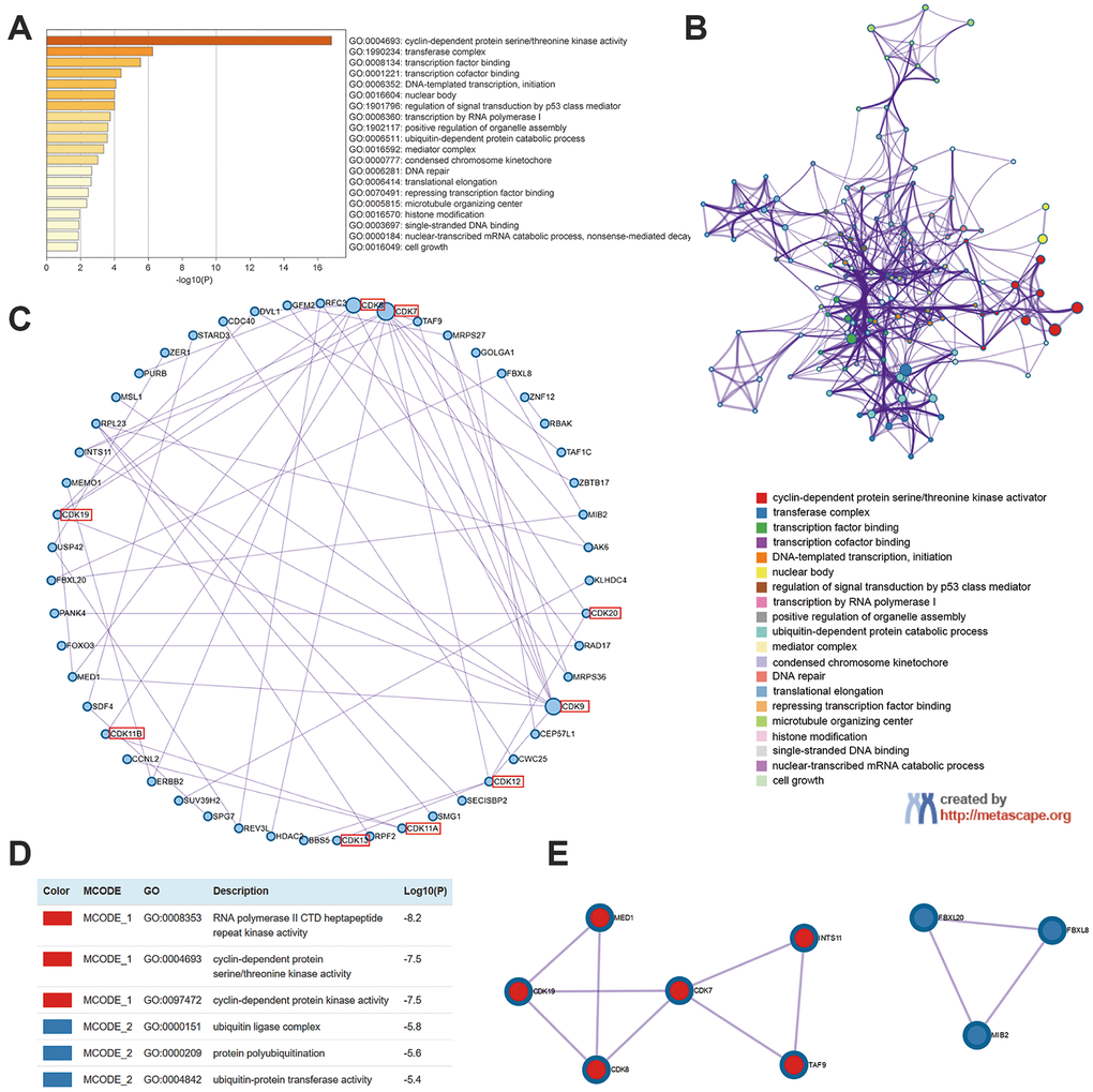 Enrichment analysis of TA-CDKs and their closest 100 neighboring genes in breast cancer (Metascape). (A) Heatmap of GO enriched terms colored by p-values. (B) Network of GO enriched terms colored by cluster. (C) Protein-protein interaction enrichment analysis (degree-sorted circular layout). (D) Functional enrichment analysis of the MCODE components. (E) Network representation of the major protein interaction clusters identified by the MCODE algorithm.