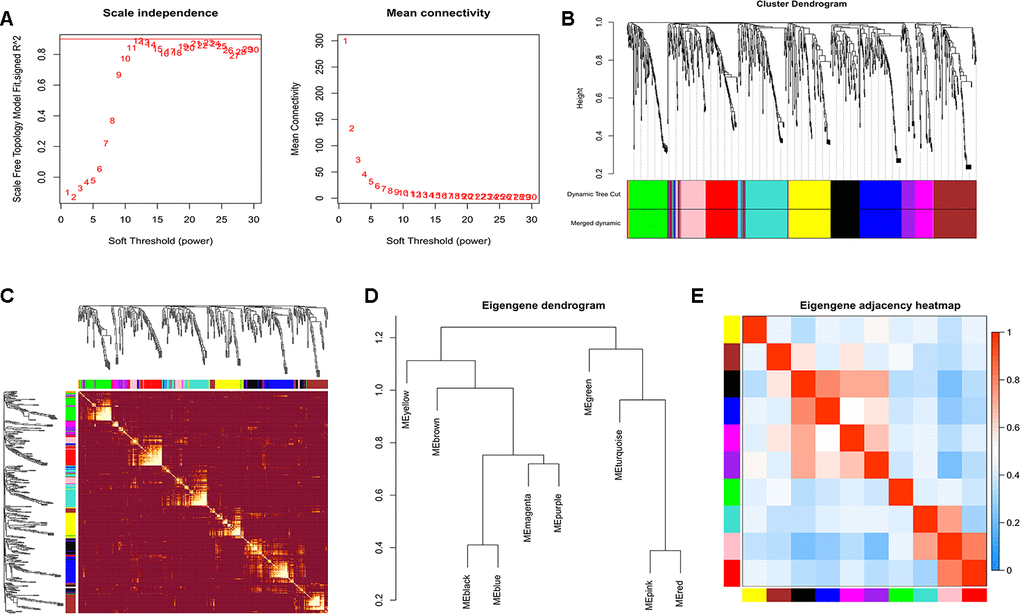 Construction of WGCNA. (A) Analyses of scale-free fit index and mean connectivity for various soft-thresholding powers. (B) Clustering dendrograms of exosomal miRNAs based on a dissimilarity measure. (C) The hierarchical clustering dendrograms correspond to each module. (D) Hierarchical clustering of each exosomal miRNAs module. (E) The heatmap plot of the adjacencies in the exosomal miRNAs modules.