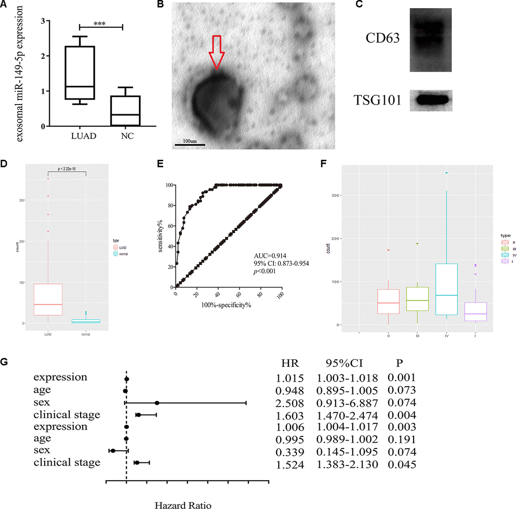 Exosomal miR-149-5p was considered as a biomarker of lung adenocarcinoma. (A) Upregulation of exosomal miR-149-5p in lung adenocarcinoma compared to healthy controls in GSE111803. (B) The transmission electron micrograph of A549 cells exosomes. (C) Western blot analyses for exosomal markers, CD63 and TSG101. (D) Upregulation of exosomal miR-149-5p in lung adenocarcinoma patients. (E) ROC curve analysis of exosomal miR-149-5p in lung adenocarcinoma. (F) The expression level of exosomal miR-149-5p in different clinical stage. (G) The univariate regression and multivariate regression analysis of exosomal miR-149-5p. LUAD: lung adenocarcinoma; AUC: area under curve; HR: hazard ratio; CI: Confidence Interval.