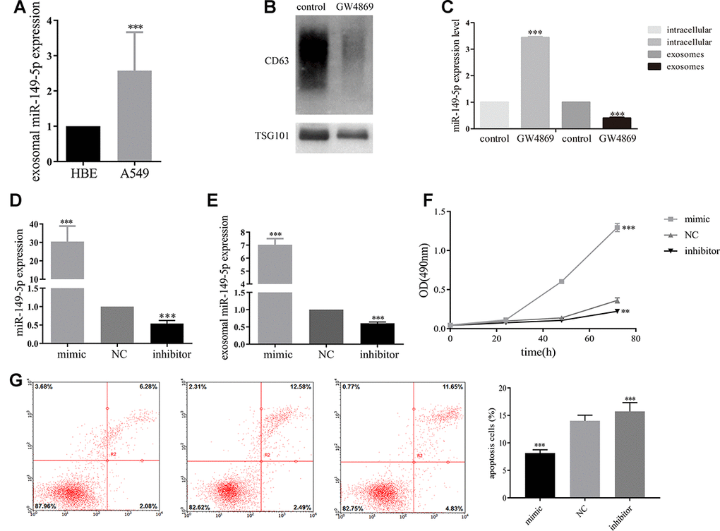 Exosomal miR-149-5p promoted lung adenocarcinoma cells proliferation. (A) Upregulation of exosomal miR-149-5p in A549 cells compared to HBE cells. (B) The effect of GW4869 in A549 cells. (C) The expression level of exosomal miR-149-5p in cells and exosomes with the treatment of GW4869. (D) The expression of miR-149-5p in A549 cells with different treatments. (E) The expression of exosomal miR-149-5p in A549 cells with different treatments. (F) The growth abilities of A549 cells with different treatments. (G) The apoptotic rates of A549 cells with different treatments. **pp