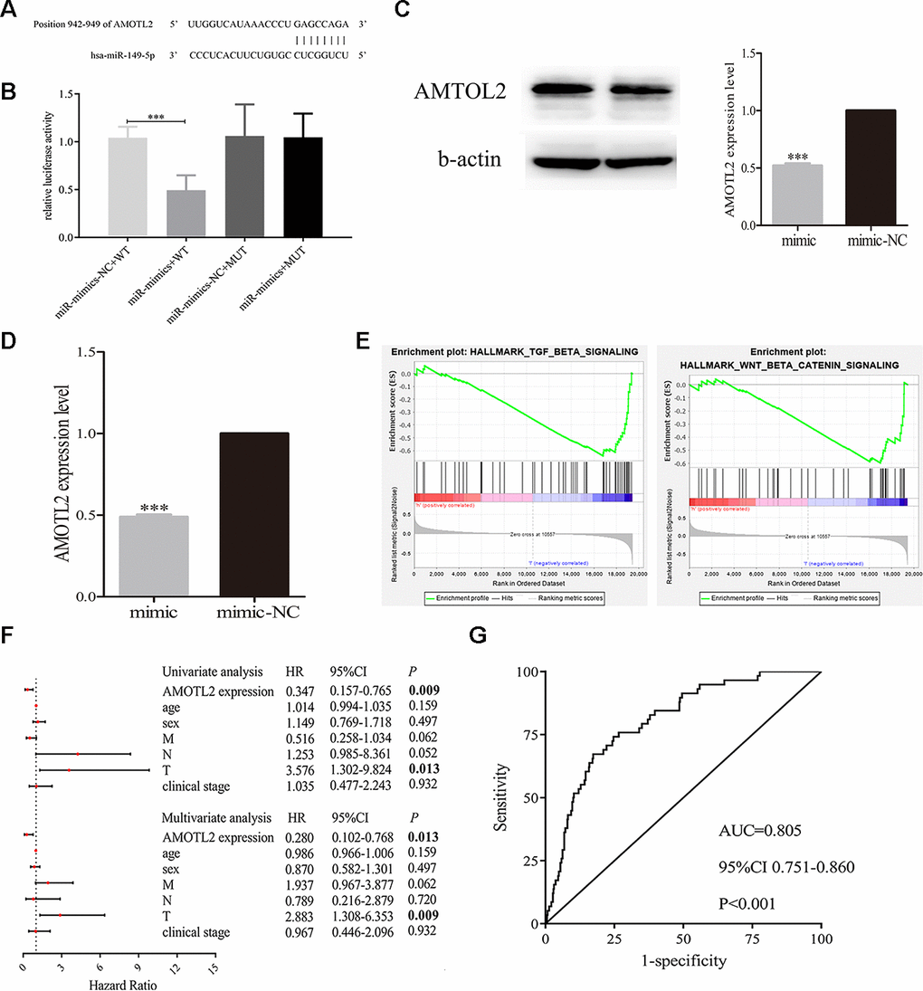 Exosomal miR-149-5p regulated the proliferation and apoptotic rates of tumor cells by targeting AMOTL2. (A) The binding site of miR-149-5p and AMOTL2. (B) Dual luciferase reporter gene assay of exosomal miR-149-5p and AMOTL2. (C) The AMOTL2 protein expression in cells transfected with miR-149-5p mimic and mimic NC. (D) The AMOTL2 mRNA expression in cells transfected with miR-149-5p mimic and mimic NC. (E) GSEA results of AMOTL2 in TCGA-LUAD cohort. (F) Univariate and multivariate analyses of AMOTL2 in TCGA-LUAD cohort. (G) ROC curve analysis of AMOTL2 in TCGA-LUAD cohort. ***p