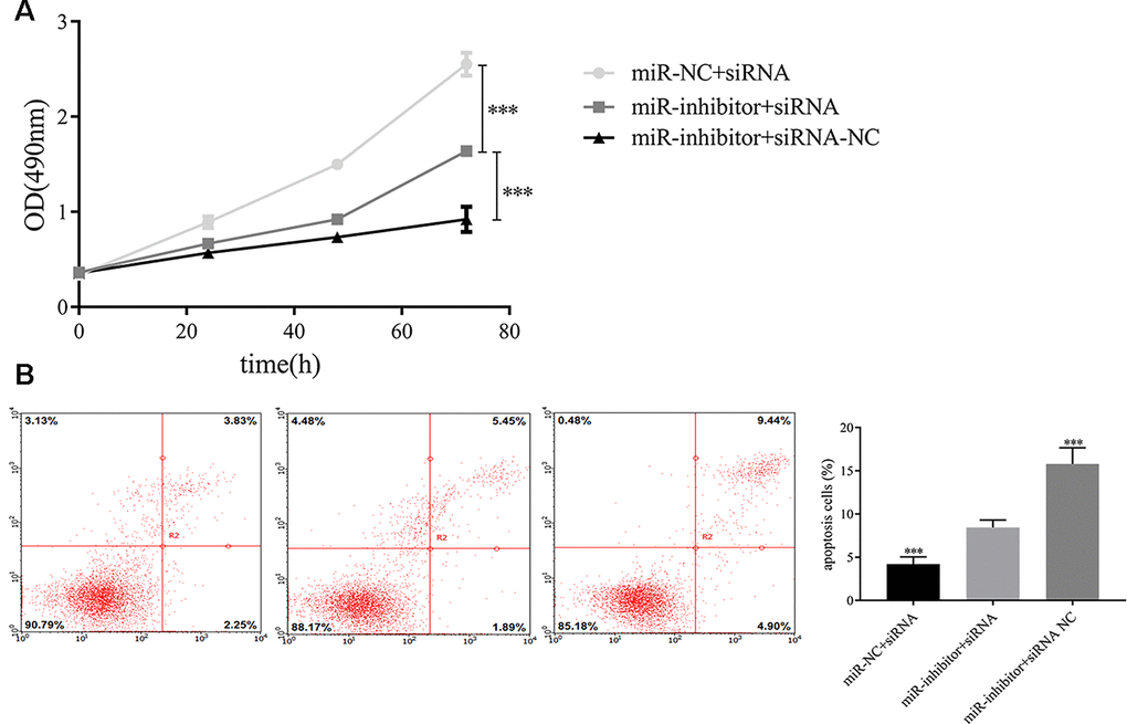 Exosomal miR-149-5p regulated the proliferation and apoptotic rates of tumor cells by targeting AMOTL2. (A) Exosomal miR-149-5p promoted the proliferation of tumor cells by targeting AMOTL2. (B) Exosomal miR-149-5p inhibited the apoptotic rates of tumor cells by targeting AMOTL2.***p