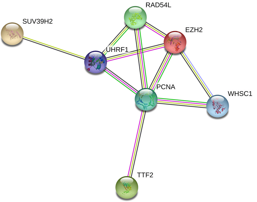 Protein-protein interaction network between epigenetic regulatory genes in NSCLC. The protein-protein interaction network based on known or predicted 3D structures of the seven epigenetic regulatory proteins shows co-expression relationships between RAD54L and EZH2, TTF2 and PCNA, as well as UHRF1 and PCNA.