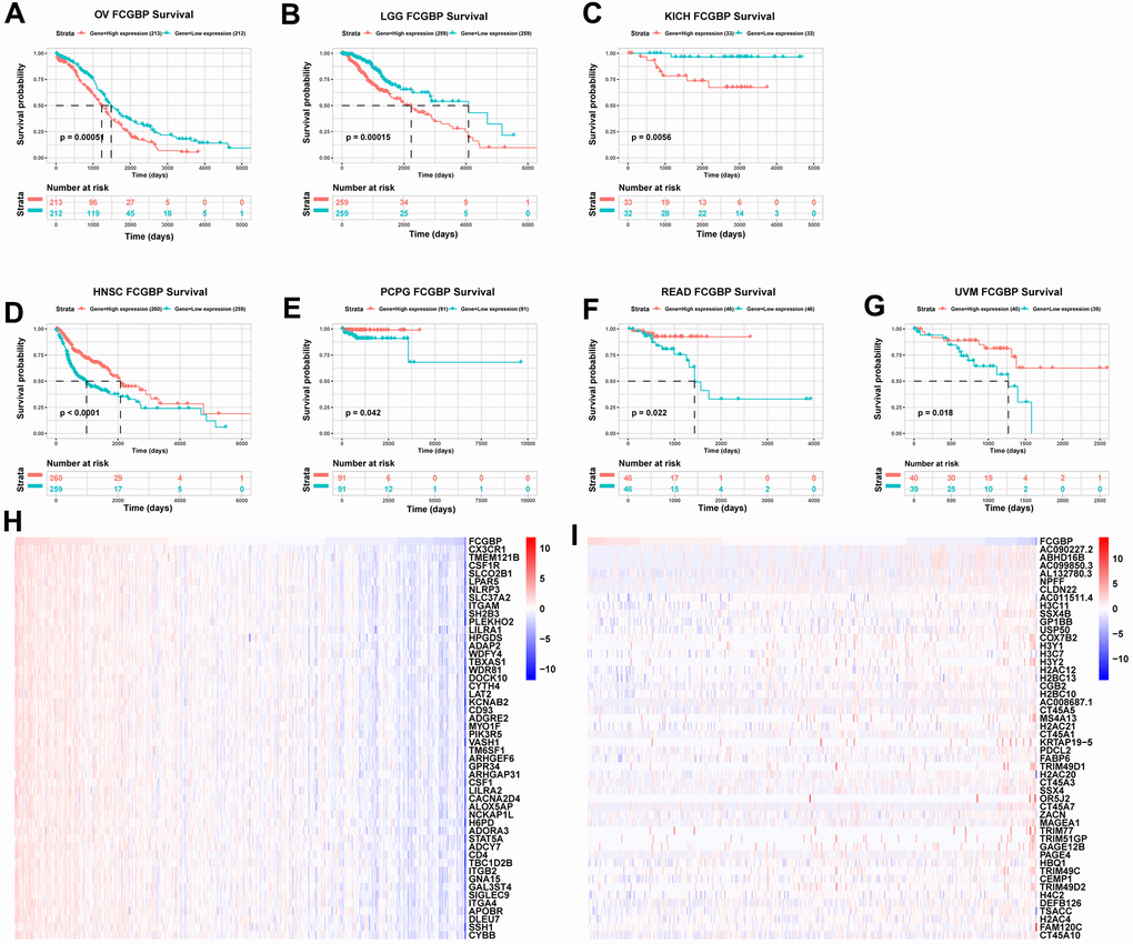 Association between FCGBP expression and cancer prognosis. (A–G) Kaplan–Meier analysis of overall survival in TCGA. Results with logrank p H) Top 50 genes most positively associated with FCGBP are shown in a heatmap. (I) Top 50 genes most negatively associated with FCGBP are shown in a heatmap.