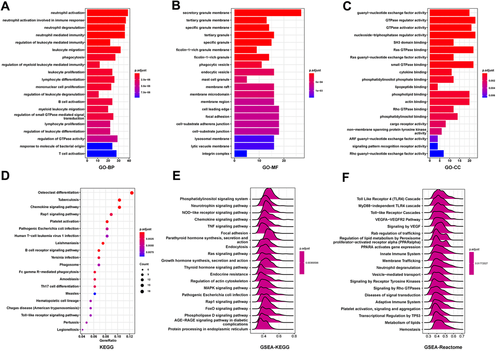 Function and pathway enrichment analyses of FCGBP in ovarian cancer. (A–C) Significant Gene Ontology terms of the top 300 genes most positively associated with FCGBP, including biological processes (BP), molecular function (MF), and cell component (CC). (D) Significant KEGG pathways of the top 300 genes most positively associated with FCGBP. (E, F) Significant GSEA results of the top 300 genes most positively associated with FCGBP, including KEGG pathways (E) and Reactome pathways (F).
