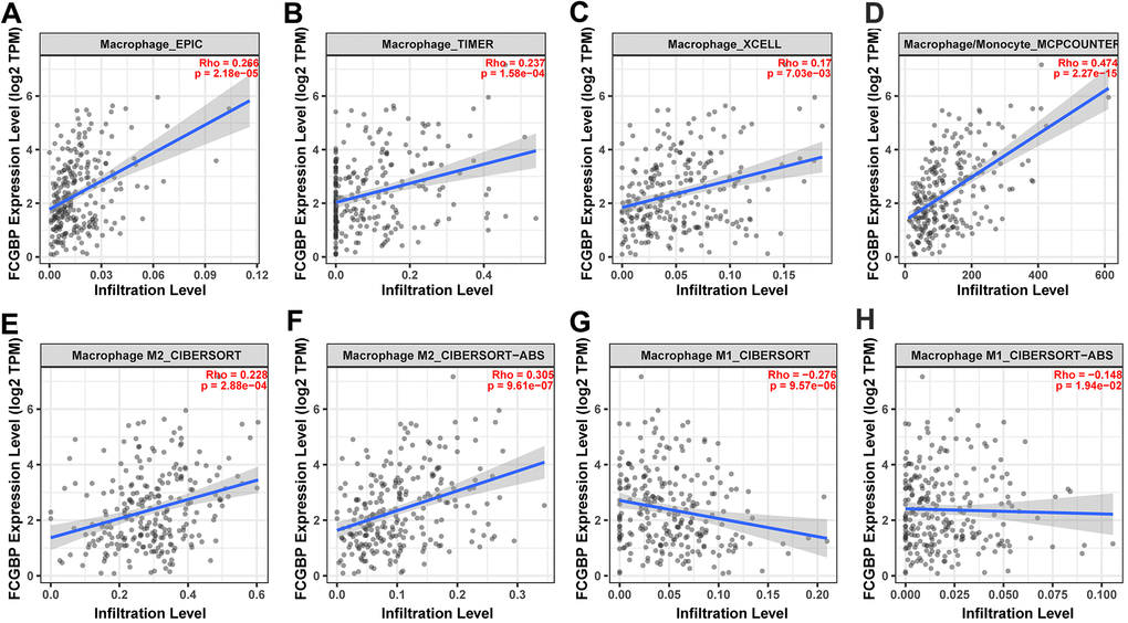 Correlation between FCGBP expression and macrophage infiltration and polarization. (A–D) Correlation between FCGBP expression and macrophage infiltration levels using four different algorithms: EPIC, TIMER, XCELL, and MCPCOUNTER. (E, F) Correlation between FCGBP expression and M2-like macrophage infiltration levels using two different algorithms: CIBERSOFT and CIBERSOFT-ABS. (G, H) Correlation between FCGBP expression and M1-like macrophage infiltration levels using two different algorithms: CIBERSOFT and CIBERSOFT-ABS.