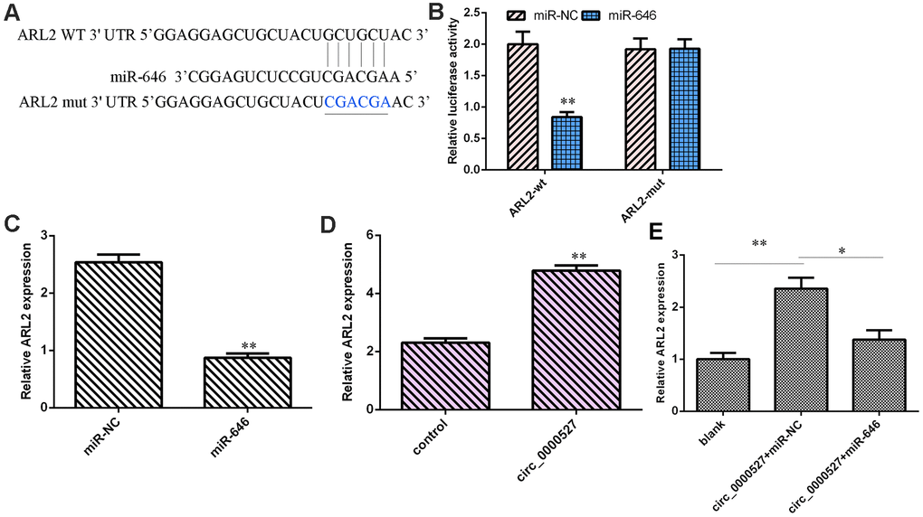 ARL2 was a target gene of miR-646. (A) As predicted by Targetscan, ARL2 might be regulated by miR-646. (B) The overexpression of miR-646 significantly decreased luciferase value of WT ARL2 but did not have an effect on mut ARL2. (C) The elevated expression of miR-646 suppressed ARL2 expression in MG-63 cells. (D) The expression of ARL2 was measured using a qRT-PCR assay. (E) The expression of ARL2 was assessed by qRT-PCR analysis. ** p