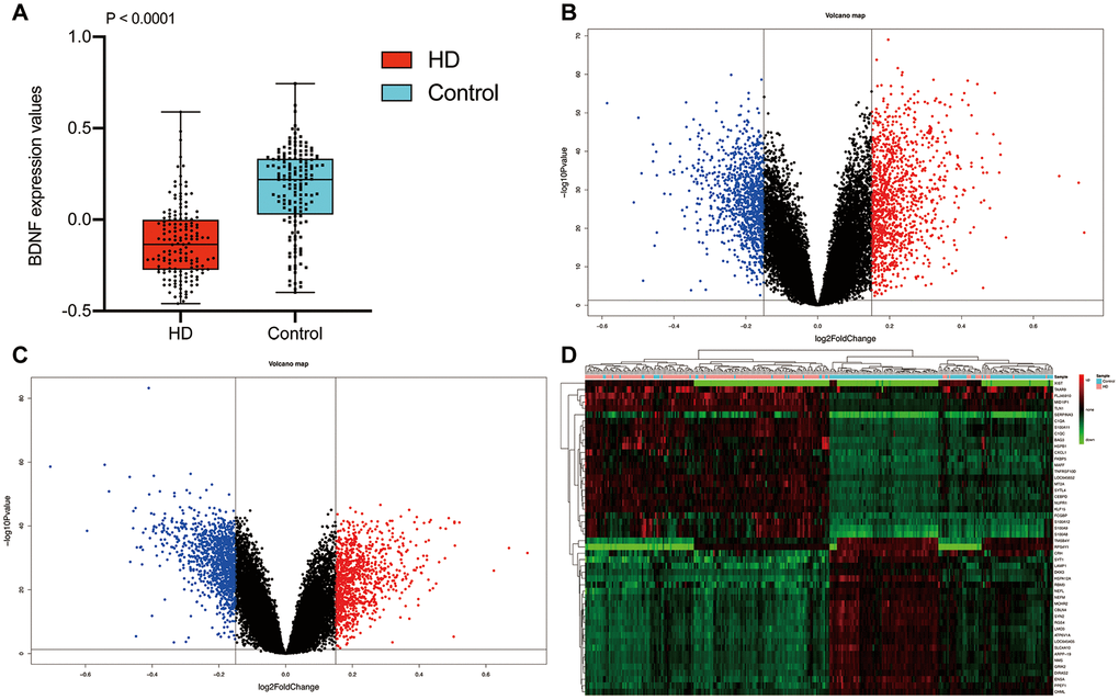 Differential expression gene analysis. BDNF expression between HD and non-dementia controls (A). Distribution of DEGs in the HD / control (B) and BDNF-low / high group (C): blue represents down-regulated and red indicates up-regulated. Heatmap of the top 25 down-regulated and up-regulated genes (D). HD: Huntington’s disease, DEGs: differential expression genes.