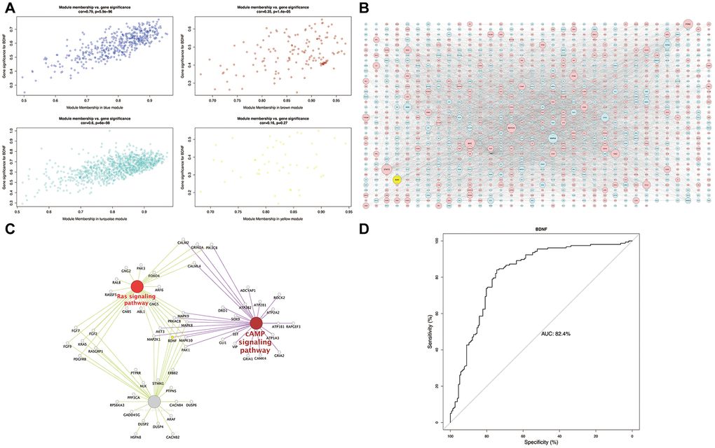 Module-pathway regulatory network and AUC analysis. Scatterplot of module membership vs. gene significance (A). Global regulatory network of blue and turquoise modules (B): red represents high expression; blue and yellow indicate low expression; node size indicates the degree of gene connectivity. Enrichment analyses of BDNF intersection pathways (C): yellow indicates the low BDNF expression. Performance evaluation of low BDNF in HD prediction (D). AUC: area under the curve, HD: Huntington’s disease.