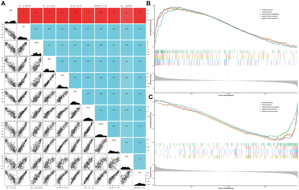 Correlation among genes and gene set enrichment analysis. Correlation of BDNF with signature genes (A): *P B) and BDNF-low (C) groups. HD: Huntington’s disease.