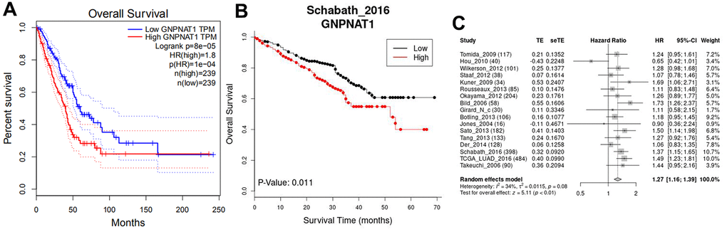GNPNAT1 expression was associated with the survival in LUAD. (A) Overall survival (OS) in the TCGA cohort (GEPIA). (B) OS in GSE72094 (Schabath