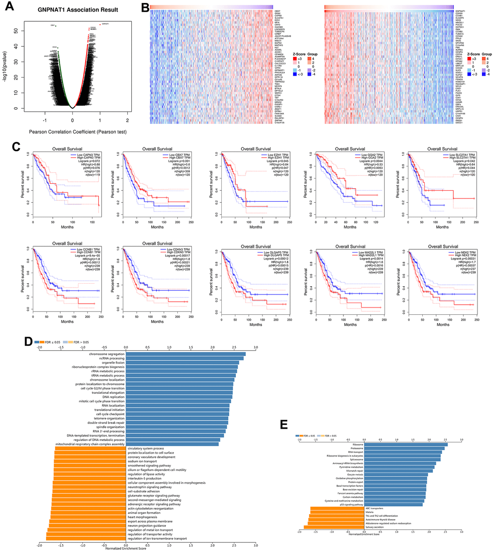 GNPNAT1 co-expressed genes in LUAD (LinkedOmics). (A) The volcano plot shows the GNPNAT1 highly correlated genes identified by the Pearson test in the LUAD cohort. (B) The heat maps show the top 50 genes positively and negatively correlated with GNPNAT1 in LUAD. (C) Top five genes positively and negatively correlated with GNPNAT1 associated with survival in LUAD. (D) Significantly enriched GO annotations of GNPNAT1 in the LUAD cohort. (E) Significantly enriched KEGG pathways of GNPNAT1 in the LUAD cohort.