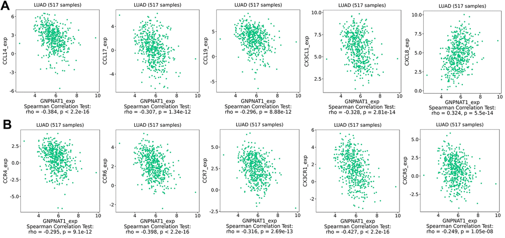 Correlation between GNPNAT1 expression and chemokines in LUAD. (A) Top five chemokines correlated with GNPNAT1 expression in LUAD. (B) Top five chemokine receptors correlated with GNPNAT1 expression in LUAD.