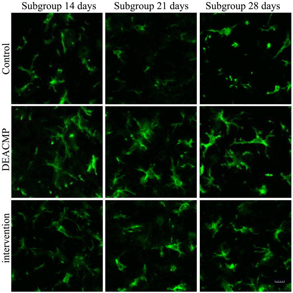 Number of activated microglia in the hippocampus in different groups.