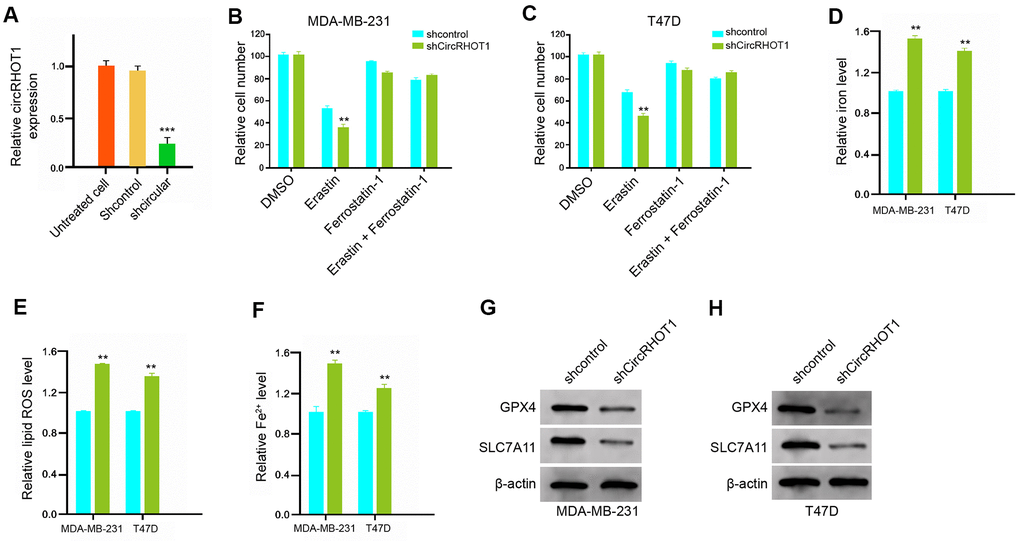 CircRHOT1 reduces ferroptosis in breast cancer cells. (A) The MDA-MB-231 cells were treated with control shRNA or circRHOT1 shRNA. The expression of circRHOT1 was measured by qPCR in the cells. (B, C) The MDA-MB-231 and T47D were co-treated with 5 mmol/L erastin or ferrostatin (1 mmol/L) and circRHOT1 shRNA. The cell growth was measured by MTT assays. (D–H) The MDA-MB-231 and T47D cells were treated with control shRNA or circRHOT1 shRNA. (D) The levels of ROS were analyzed by flow cytometry analysis in the cells. (E, F) The levels of iron and Fe2+ were tested by Iron Assay Kit. (G, H) The expression of GPX4, SLC7A11, and β-actin was assessed by Western blot analysis in the cells. Data are presented as mean ± SD. Statistic significant differences were indicated: ** P 