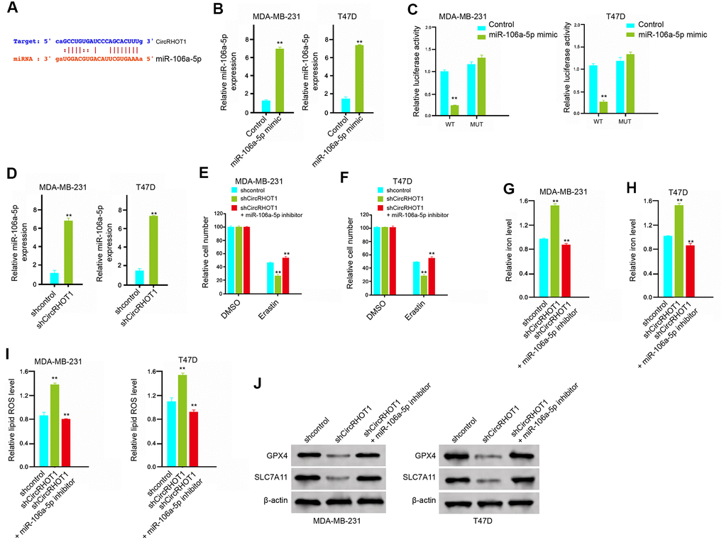 CircRHOT1 inhibits ferroptosis by sponging miR-106a-5p in breast cancer cells. (A) The potential interaction between circRHOT1 and miR-106a-5p was identified by the bioinformatic analysis using ENCORI (http://starbase.sysu.edu.cn/index.php). (B, C) The MDA-MB-231 and T47D cells were treated with the miR-106a-5p mimic or control mimic. (B) The expression levels of miR-106a-5p were measured by qPCR in the cells. (C) The luciferase activities of wild type circRHOT1 (circRHOT1 WT) and circRHOT1with the miR-106a-5p-binding site mutant (circRHOT1 MUT) were determined by luciferase reporter gene assays in the cells. (D) The MDA-MB-231 and T47D cells were treated with control shRNA or circRHOT1 shRNA. The expression of miR-106a-5p was analyzed by qPCR in the cells. (E, F) The MDA-MB-231 and T47D cells were treated with 5 mmol/L erastin, co-treated with 5 mmol/L erastin and circRHOT1 shRNA, or o-treated with 5 mmol/L erastin, circRHOT1 shRNA, and miR-106a-5p inhibitor. The cell growth was analyzed by MTT assays. (G–J) The MDA-MB-231 and T47D cells were treated control shRNA, circRHOT1 shRNA, or co-treated with circRHOT1 shRNA and miR-106a-5p inhibitor. (G, H) The levels of iron were analyzed by Iron Assay Kit. (I) The levels of ROS were measure by flow cytometry analysis in the cells. (J) The expression of GPX4, SLC7A11, and β-actin was measured by Western blot analysis in the cells. Data are presented as mean ± SD. Statistic significant differences were indicated: ** P 