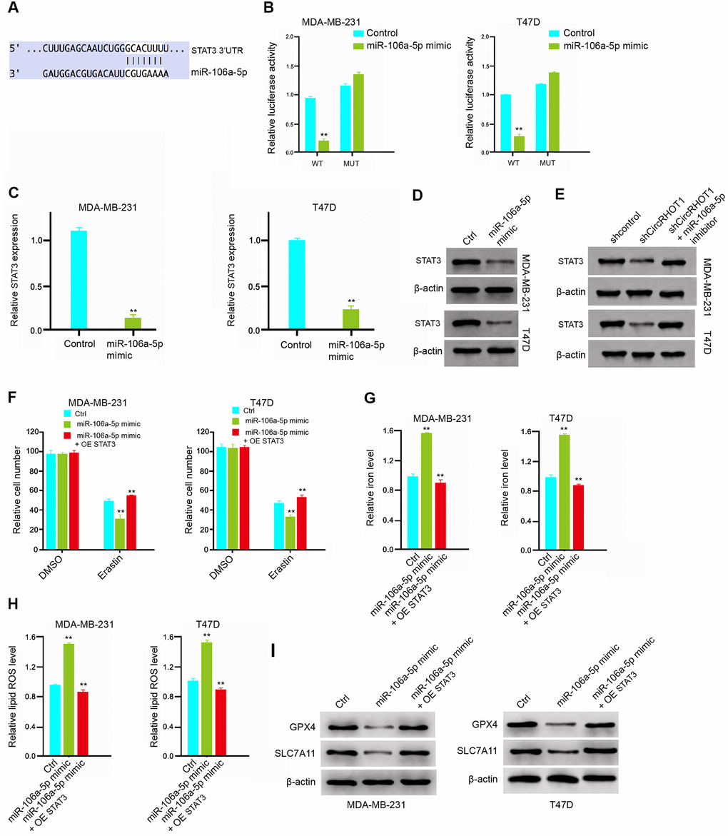 MiR-106a-5p induces ferroptosis by targeting STAT3 in breast cancer cells. (A) The interaction of miR-106a-5p and STAT3 3’ UTR was identified by bioinformatic analysis using Targetscan (http://www.targetscan.org/vert