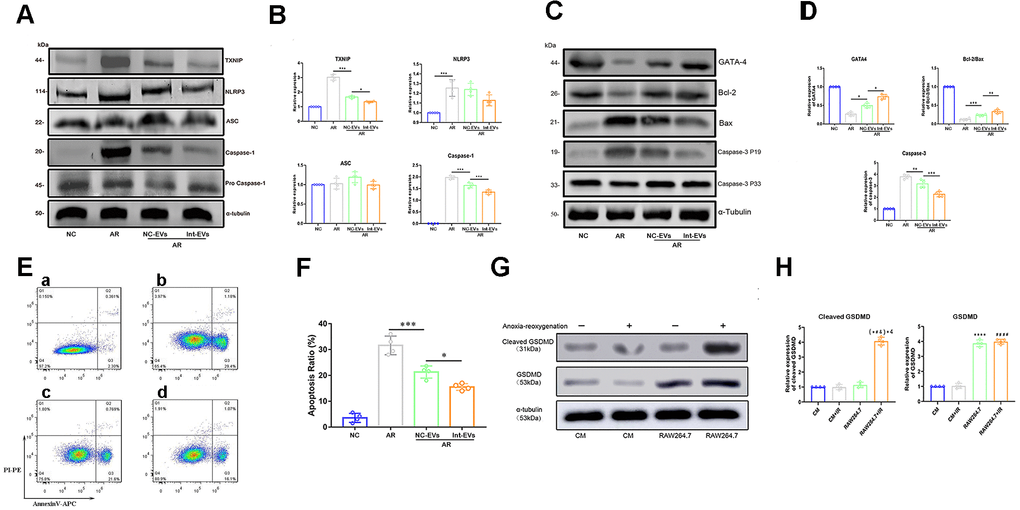 Analysis of pyroptosis and apoptosis markers in EV-treated, AR-exposed cardiomyocytes. (A, B) Western blot analysis of TXNIP and cleaved-caspase-1 in AR-exposed cardiomyocytes incubated with EVs derived from normoxic (NC-EVs) or anoxic (Int-EVs) ADSCs. The NC-EVs group was compared with the control AR group and the Int-EVs group was compared with the NC-EVs group (*P C, D) Western blot analysis of BAX, cleaved-caspase-3, GATA4, and Bcl-2 in cardiomyocytes treated with AR. Comparisons were made between NC-EVs and AR and between Int-EVs and NC-EVs groups (*P E, F) Apoptosis detection in AR-exposed cardiomyocytes (Annexin V/PI assay). The NC-EVs group was compared with the AR group and the Int-EVs group was compared with the NC-EVs group (*P G, H) Relative expression of cleaved GSDMD and total GSDMD in cardiomyocytes and RAW264.7 cells treated with or without AR (*P 