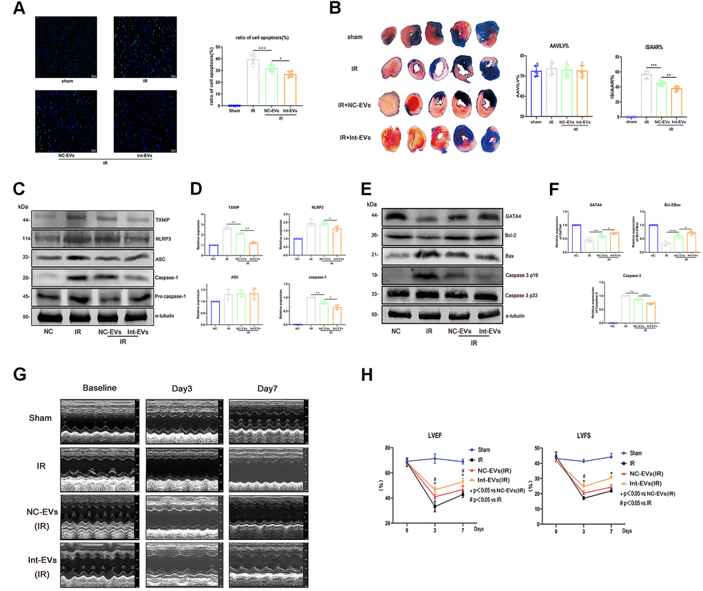 Cardioprotective effects of ADSC-derived EVs in a mouse model of MIRI. (A) Apoptosis (TUNEL) assay in mouse myocardial sections obtained 12h after reperfusion. The NC-EVs group was compared with the IR group and the Int-EVs group was compared with the NC-EVs group (Image below: 400× magnification; *P B) Assessment of infarct size (IS) and area at risk (AAR) in mice subjected to MIRI. Results were compared between the NC-EVs and the IR groups and between the Int-EVs and the NC-EVs groups (10× magnification; IR: ischemia reperfusion; TTC: triphenyltetrazolium chloride; AAR: *P C, D) Western blot analysis of TXNIP, cleaved-caspase-1, and NLRP3 in infarcted mouse myocardial tissue. Data were compared between the NC-EVs and the IR groups and between the Int-EVs and the NC-EVs groups (*P E, F) Western blot analysis of BAX, cleaved-caspase-3, GATA4, and Bcl-2 expression in infarcted mouse myocardial tissue. Data were compared between the NC-EVs and the IR groups and between the Int-EVs and the NC-EVs groups (*P G, H) Cardiac function assessment. Echocardiography was used to examine EF and FS immediately after sham or MIRI surgery (baseline) and on the 3rd and 7th day after reperfusion (#P 