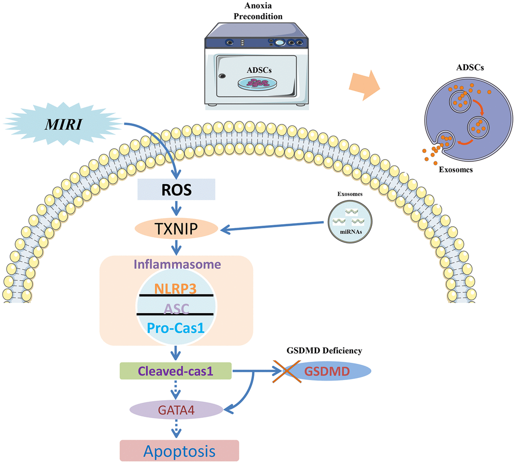 Signaling pathway diagram. Myocardial ischemia-reperfusion injury (MIRI) increases ROS production, which promotes the association of TXNIP with NLRP3 to activate the inflammasome. Because cardiomyocytes show low levels of the pyroptosis effector protein GSDMD, the apoptotic pathway becomes instead activated due to caspase-1-mediated degradation of the transcription factor GATA4 and consequent downregulation of the anti-apoptotic gene Bcl-2. EVs derived from ADSCs exposed to anoxic preconditioning exert significant cardioprotective effects against MIRI due to a distinct abundance of miRNAs targeting TXNIP. TXNIP downregulation impedes caspase-1 activation and GATA4 degradation, which therefore sustains Bcl-2 expression and prevents MIRI-induced apoptosis of cardiomyocytes.