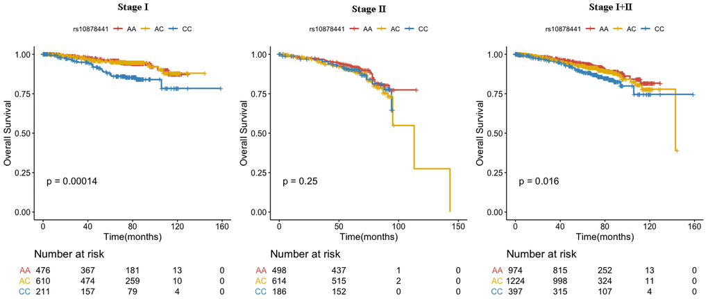 Association between rs10878441 and the prognosis of breast cancer.