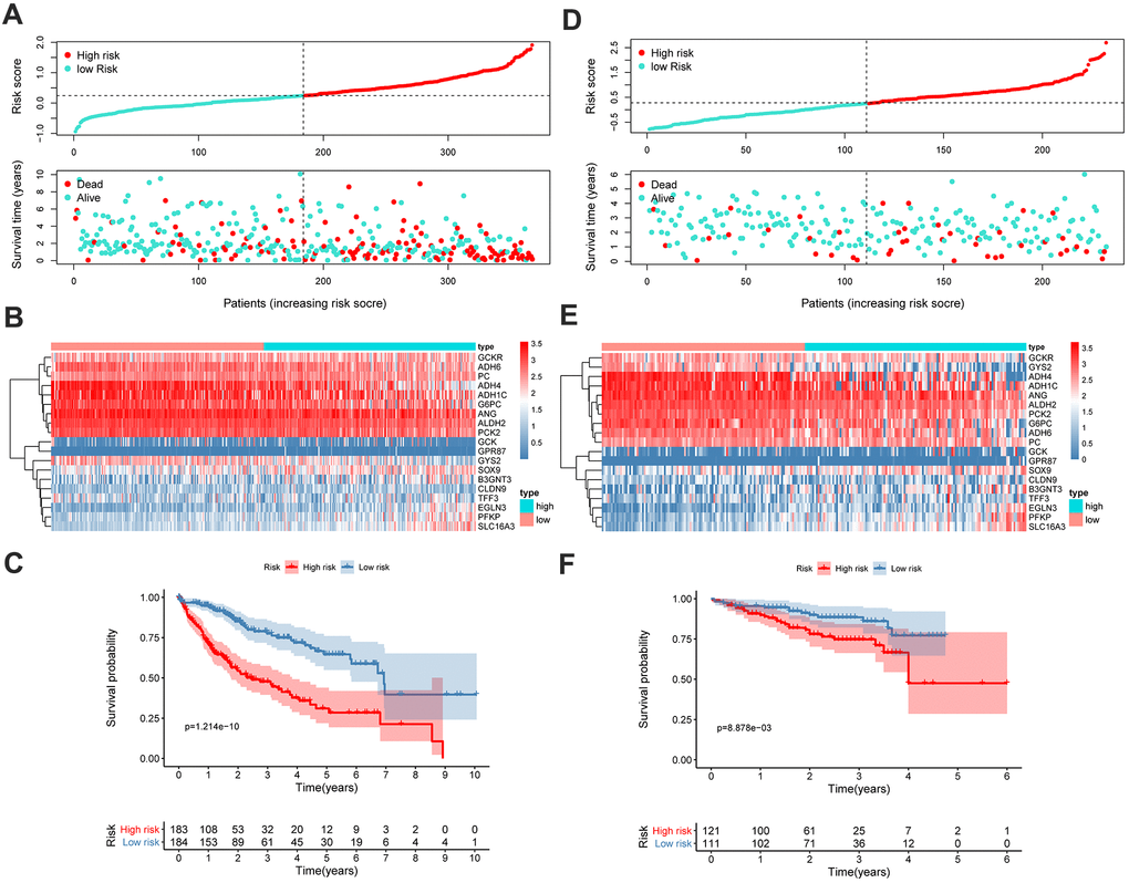 GMPM predicts OS in HCC patients. The distribution of survival status and risk scores in TCGA (A) and ICGC (D), respectively. The expression difference between high- and low-risk groups in TCGA (B) and ICGC (E). Kaplan-Meier survival curves to verify the predictive effect of GMPM in TCGA (C) and ICGC (F). GMPM, glycolysis-associated multi-omics prognostic model; OS, overall survival.